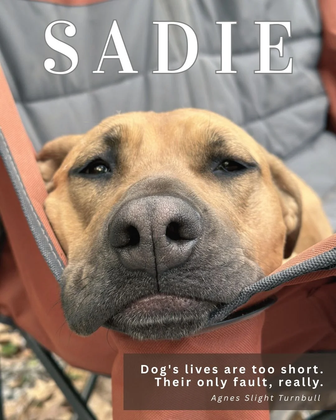 Pet Features (3).jpg