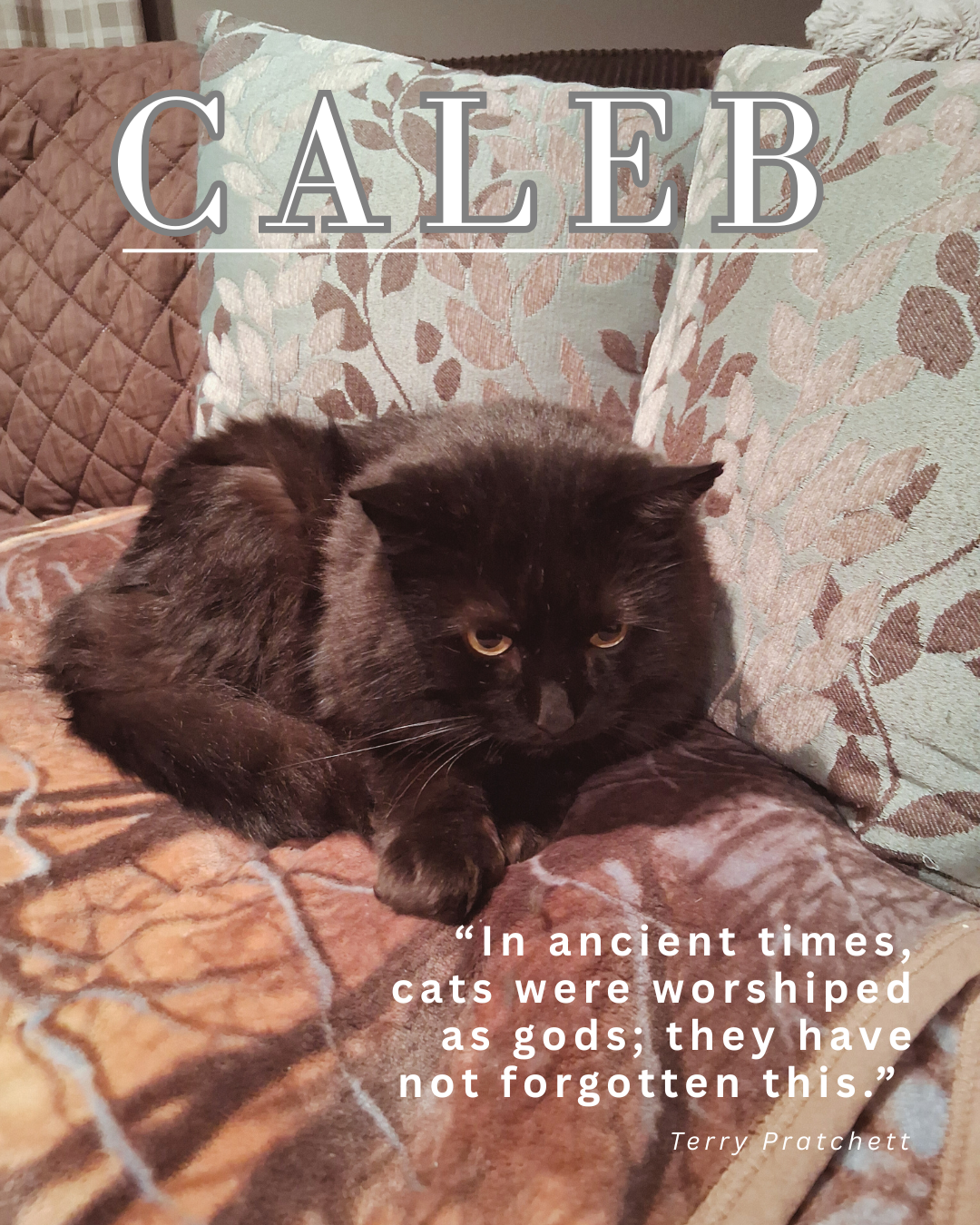 Pet Features (1).png