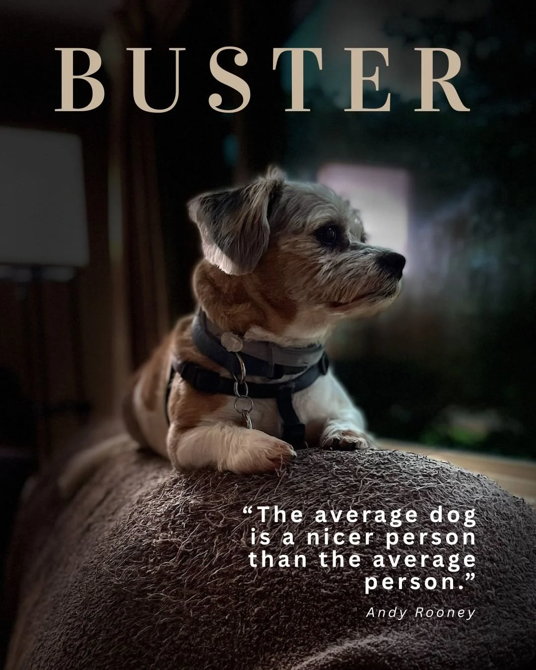 Pet Features (5).jpg