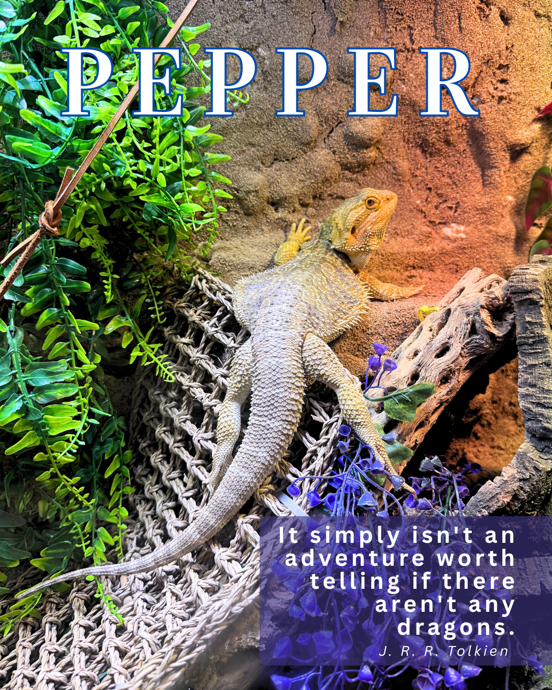 Pet Features (4).png