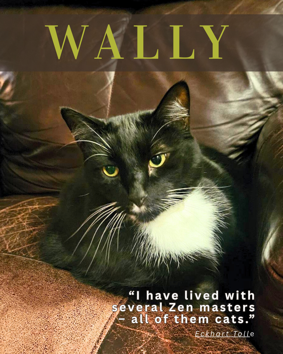 Pet Features (7).png