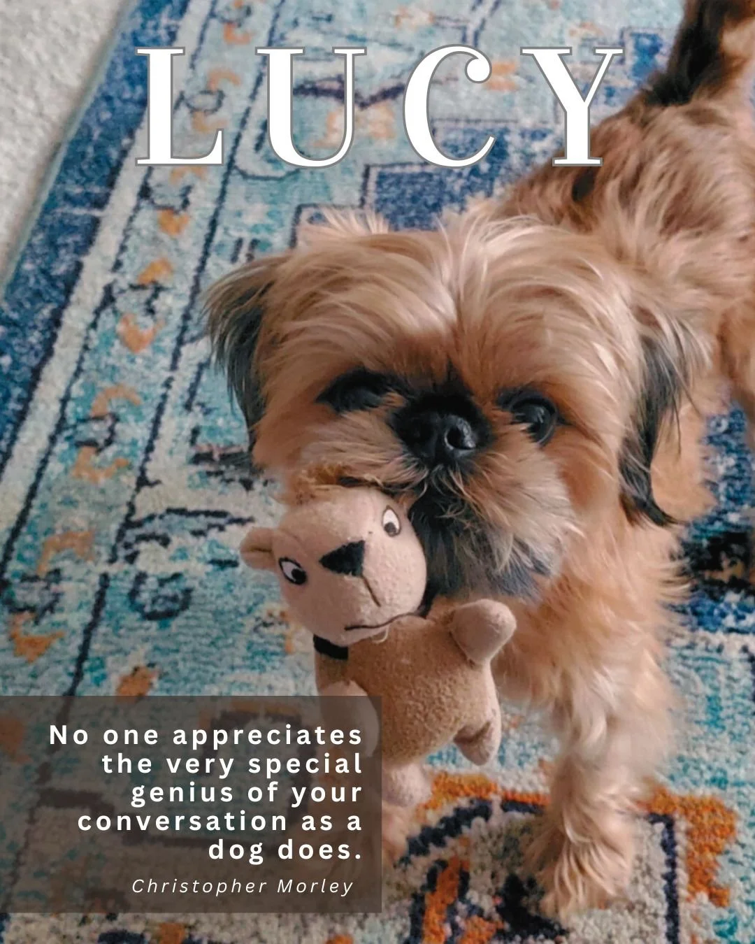 Pet Features (2).jpg