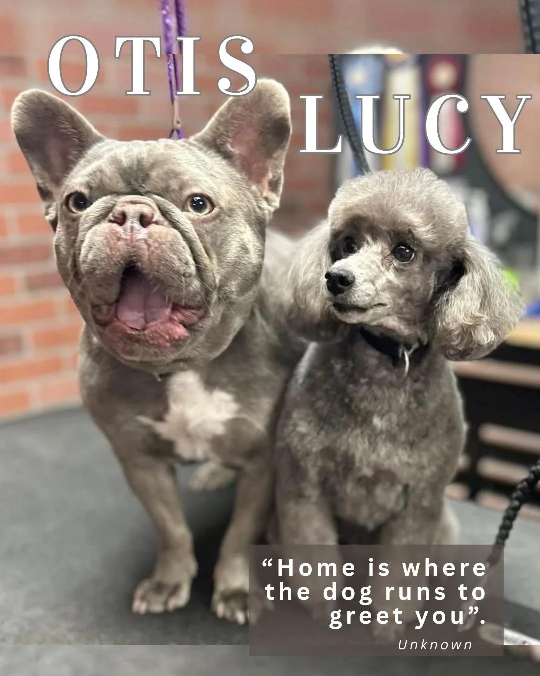 Pet Features (4).jpg