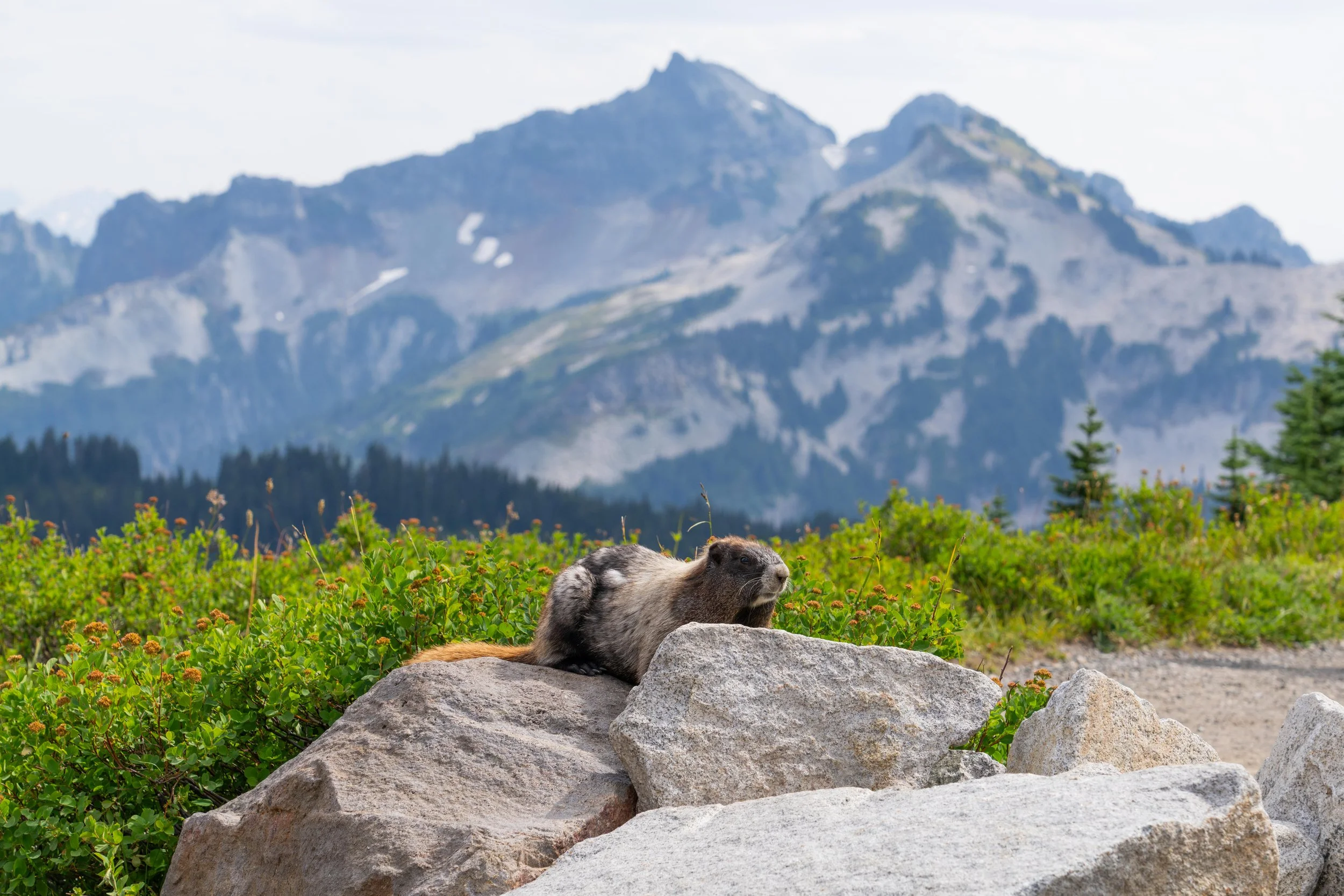 A marmot on the rocks in Mt. Rainier National Park