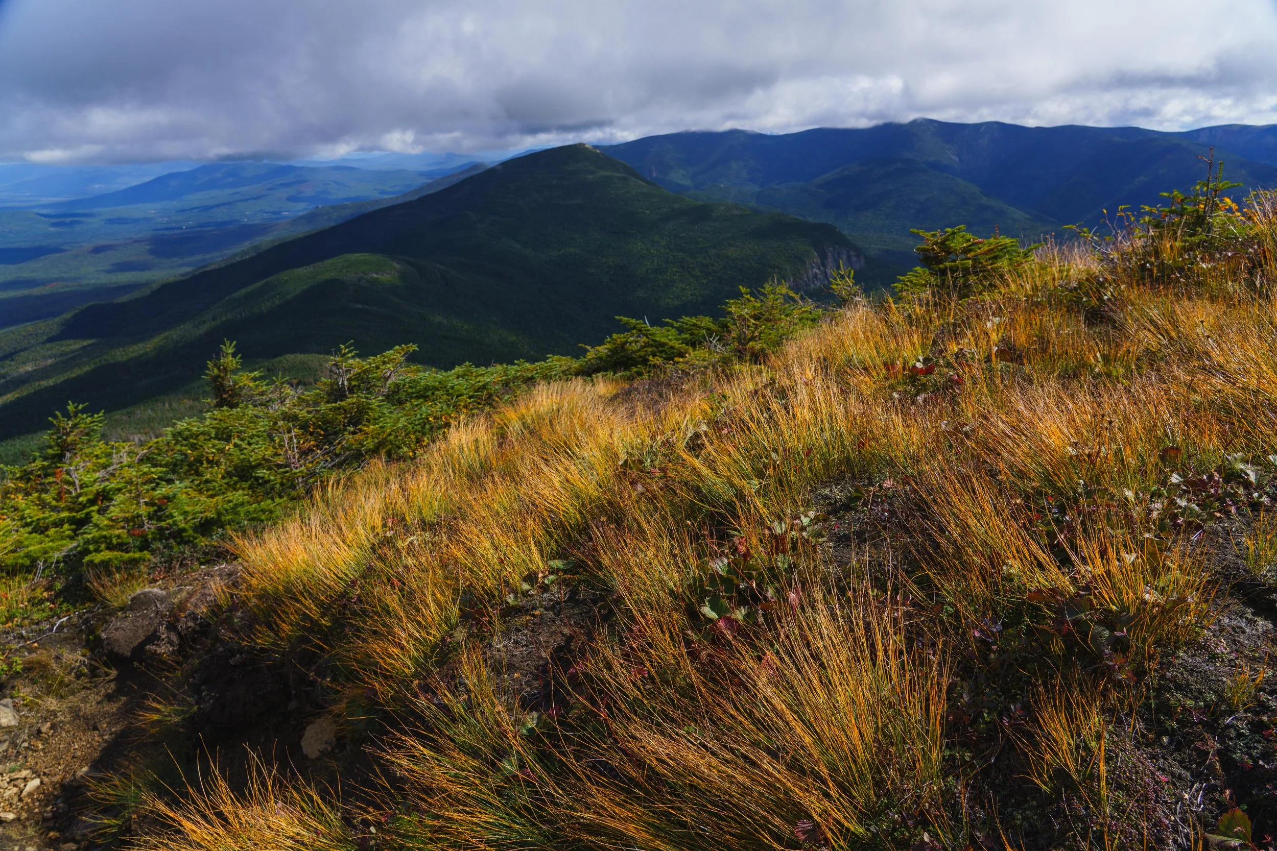 Pemi loop alpine zone grass.JPG