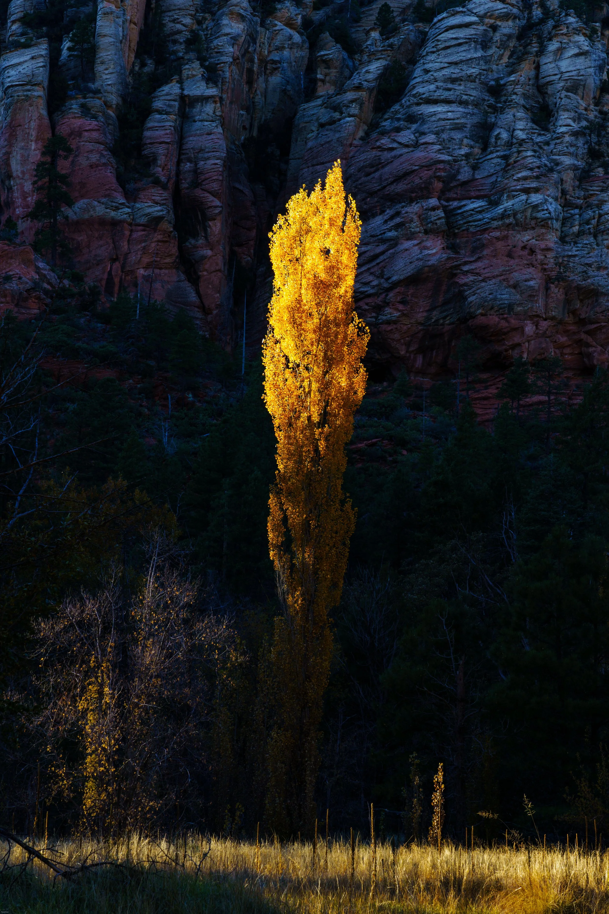 High contrast golden hour light on a glowing cottonwood tree, Sedona, Arizona
