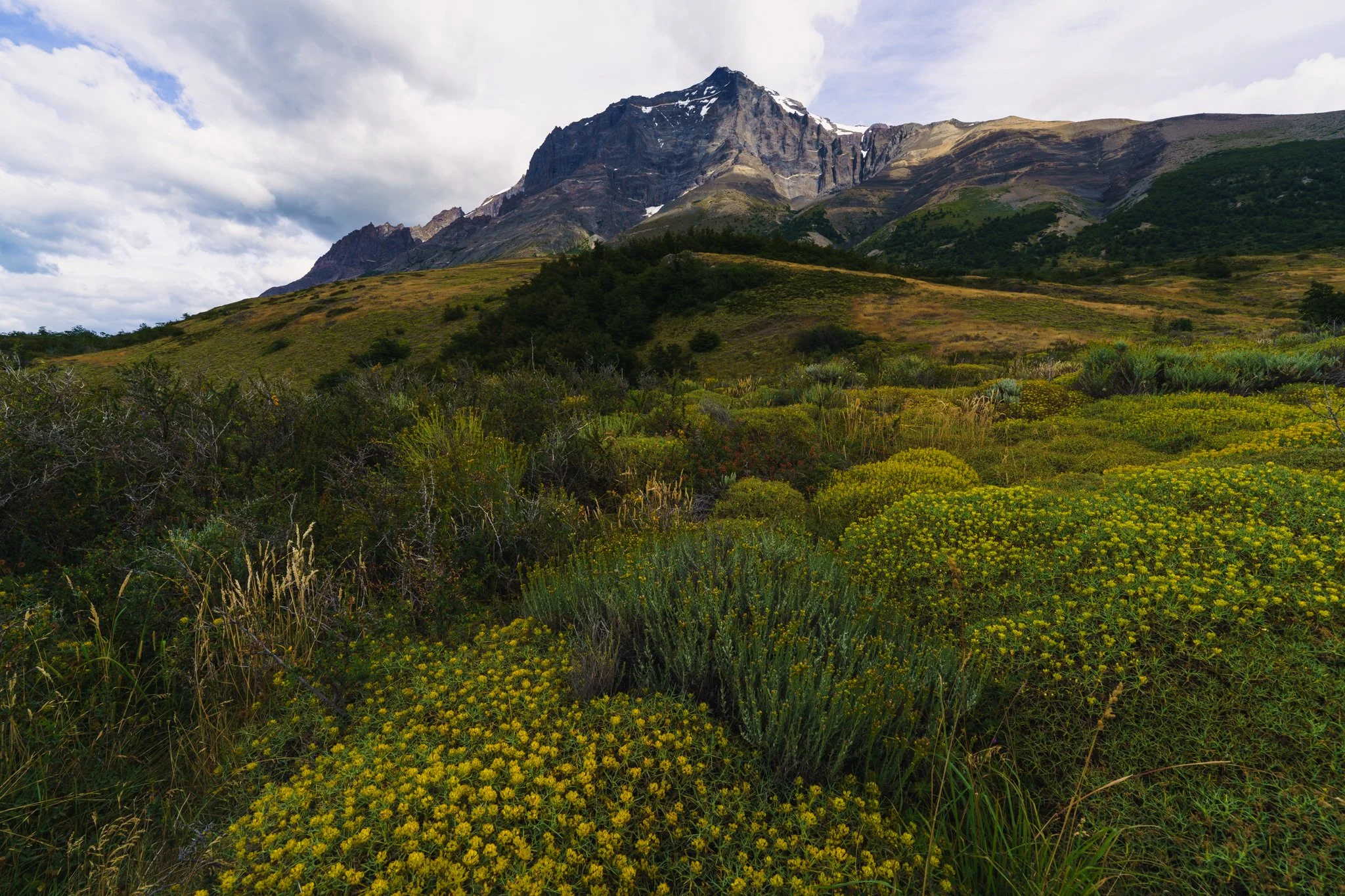 Shrubbery along the W trek