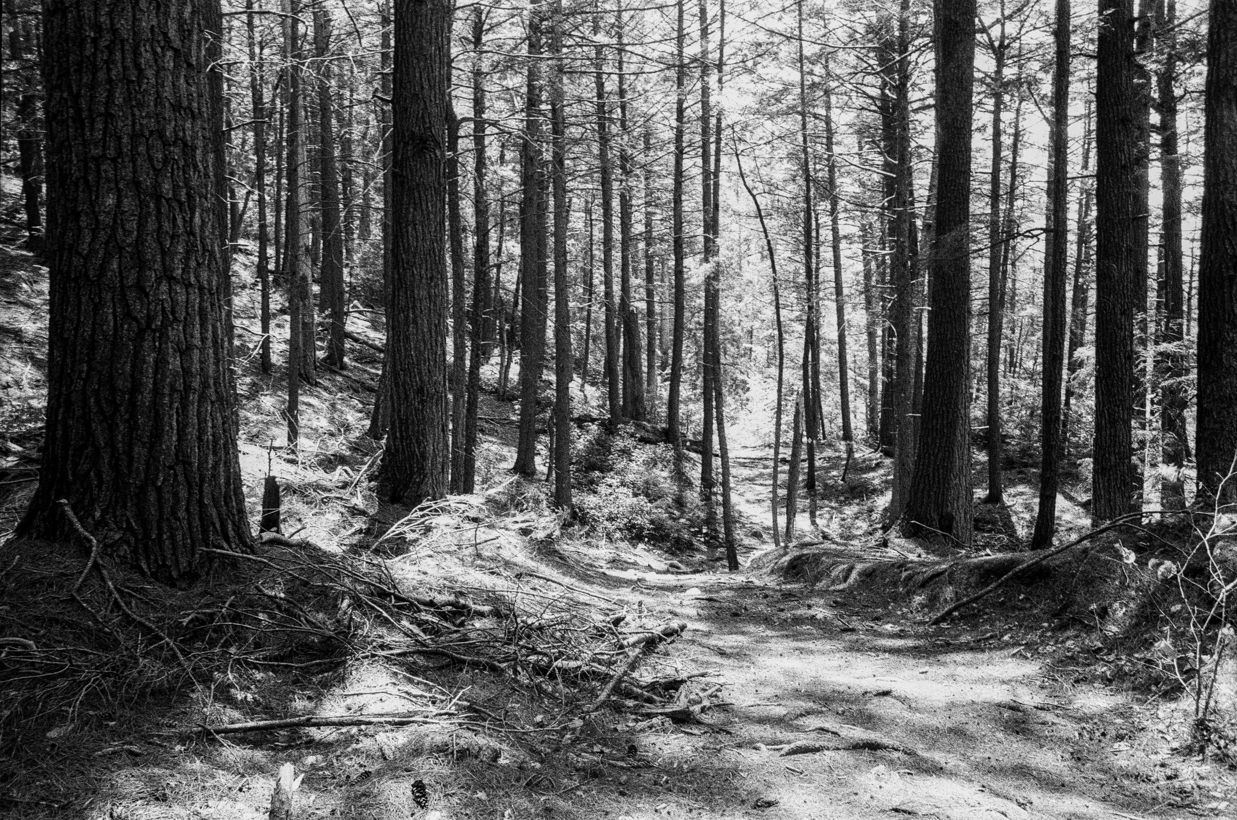 High contrast day in the woods, shot on black and white film