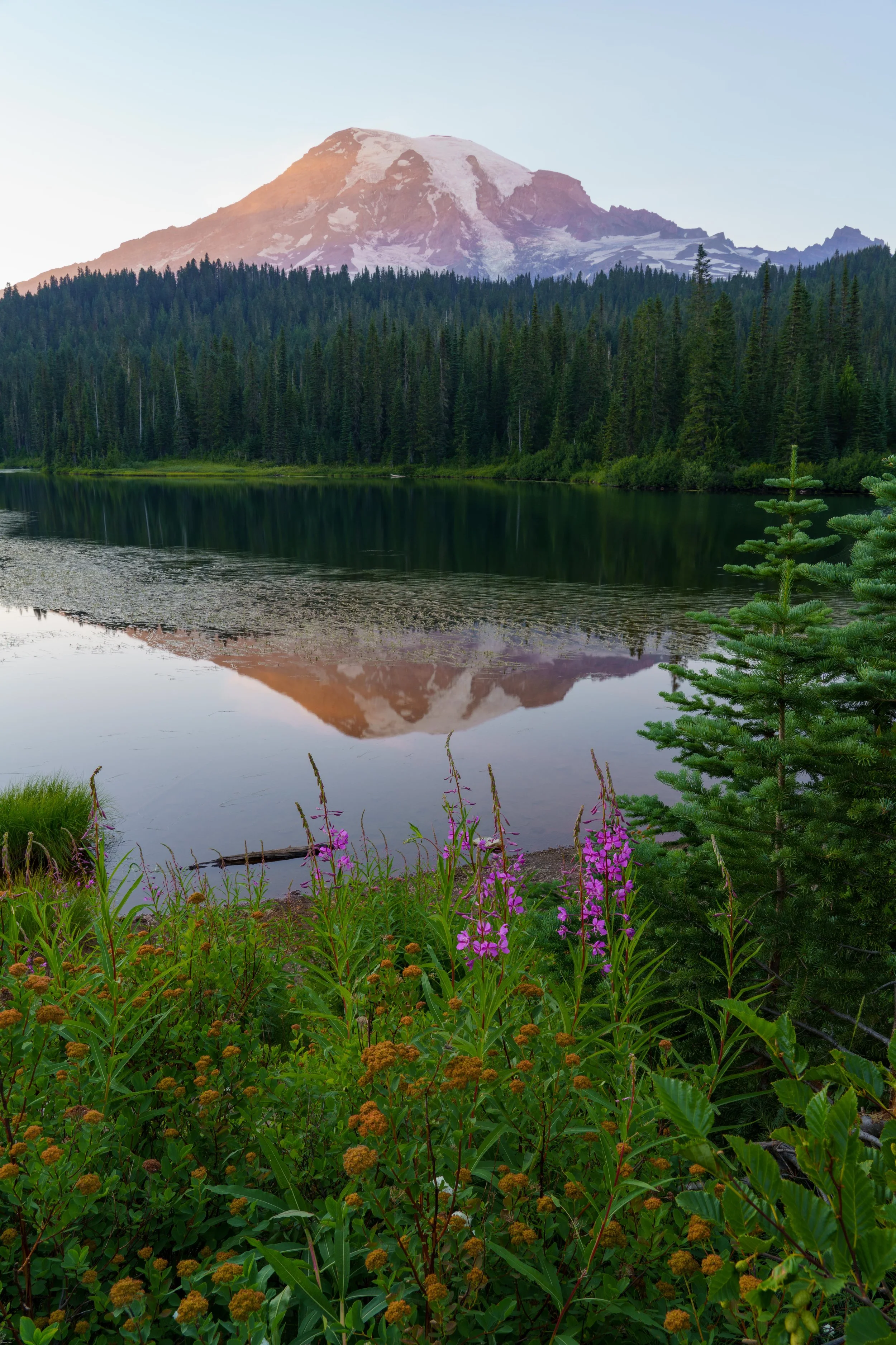 Reflection Lake at sunset with purple wildflowers, Mt. Rainier National Park