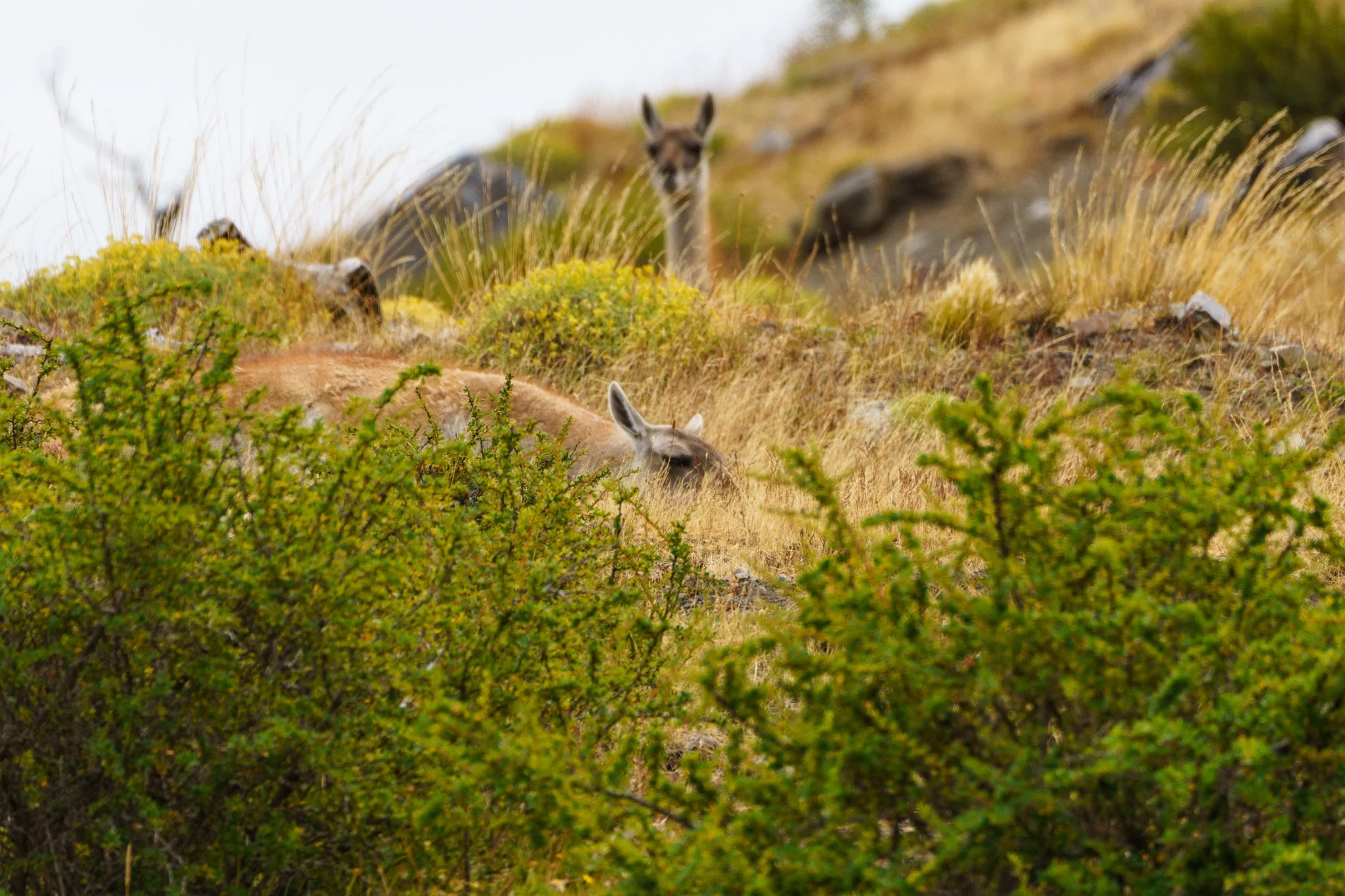Guanaco napping in Torres Del Paine National Park