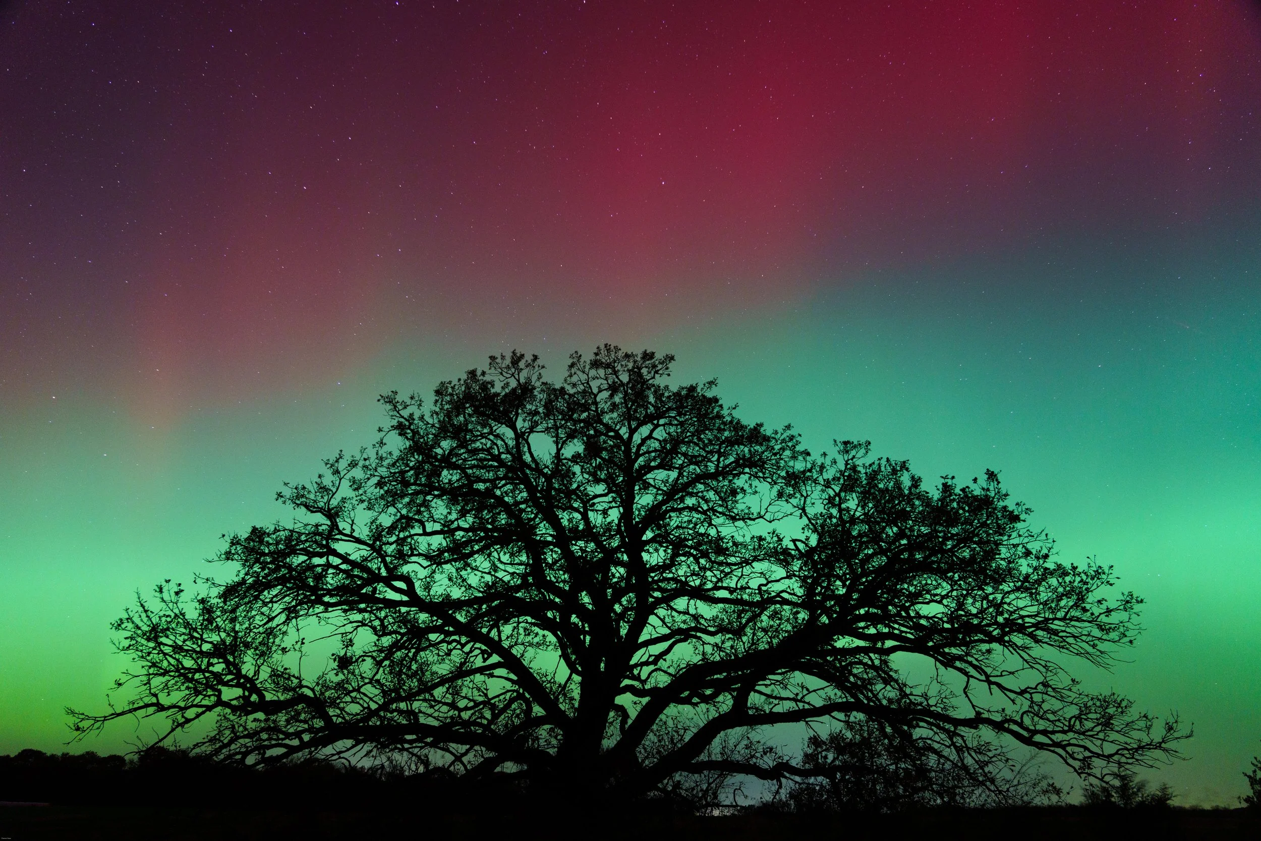 Great Oak tree northern lights re edit.JPG