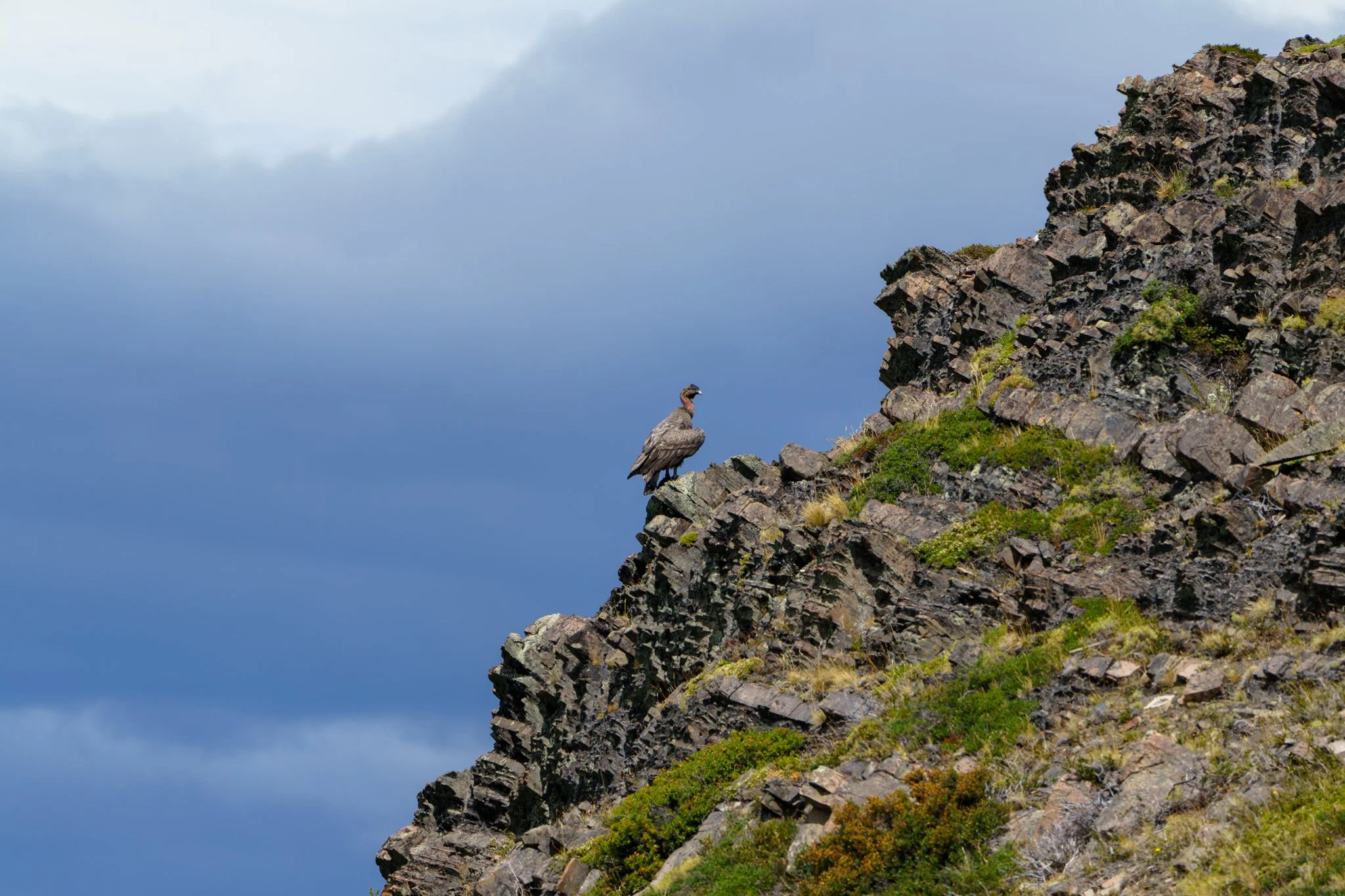 Chilean condor along the W trek