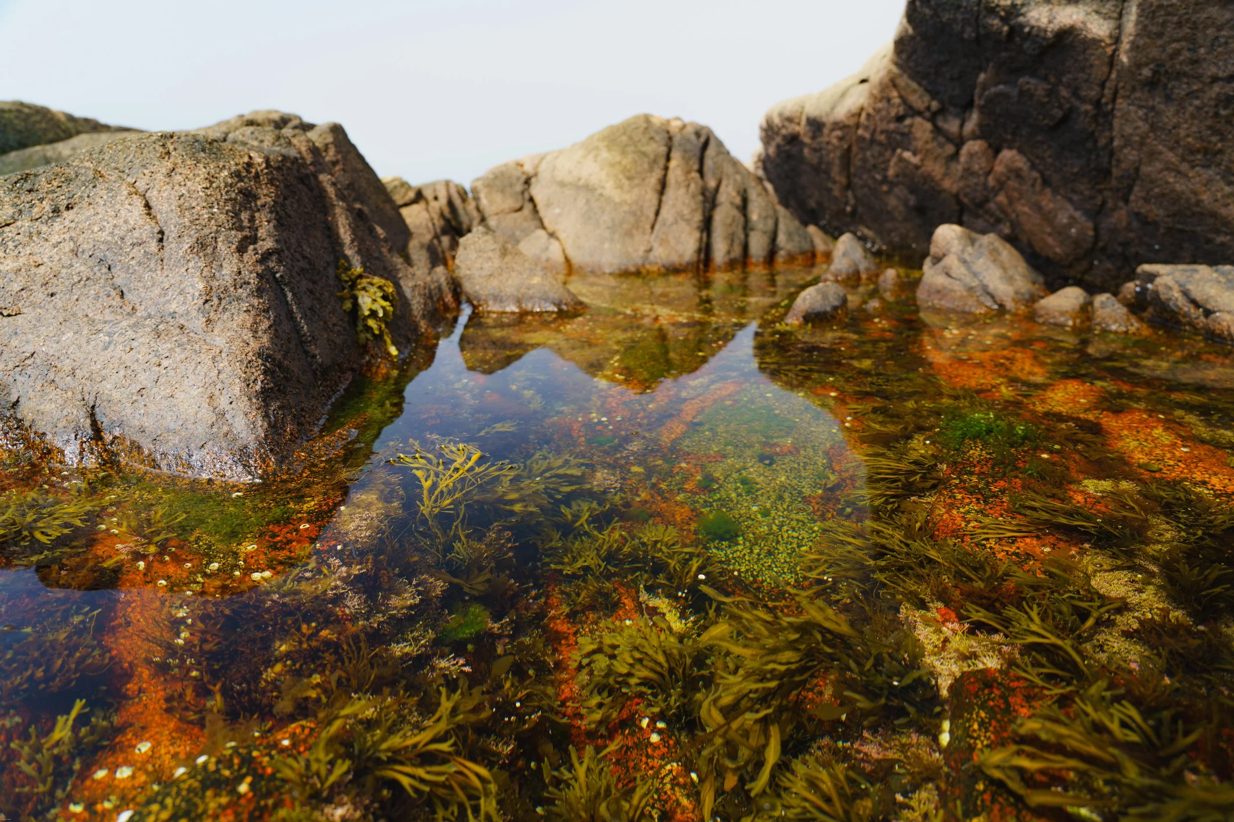 Tidepool Acadia NP.JPG