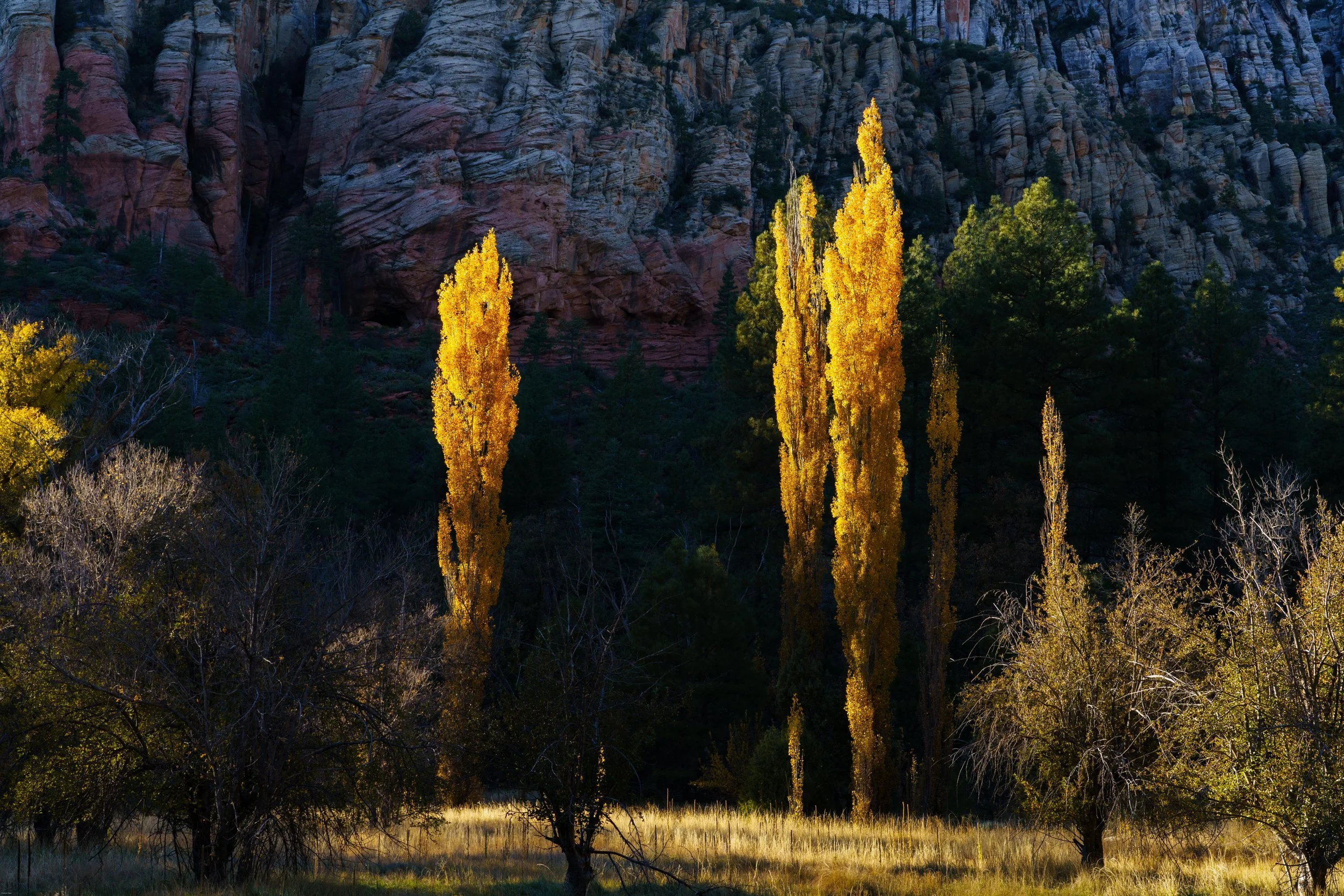 High contrast golden hour light on a glowing bunch of cottonwood trees, Sedona, Arizona