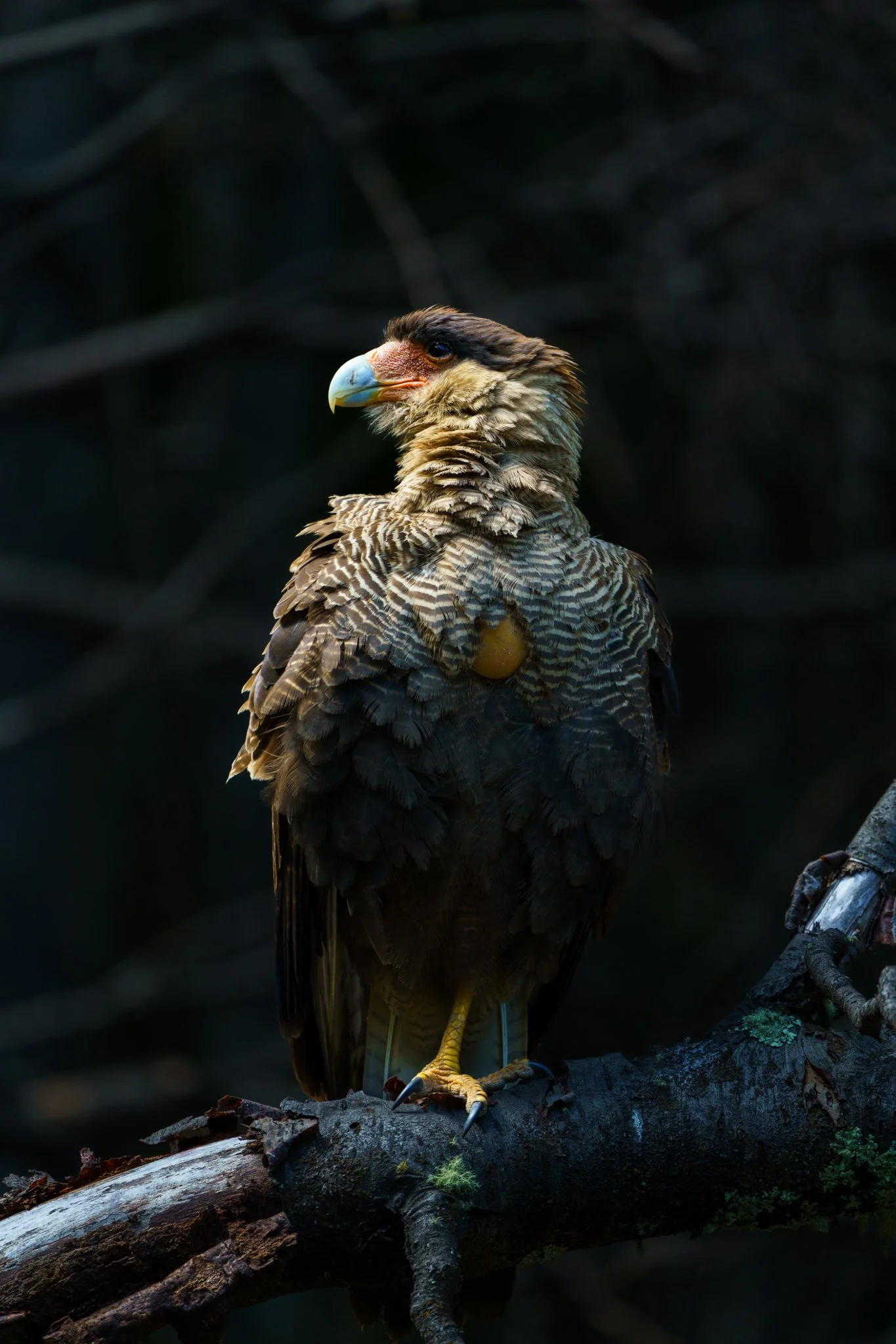 Crested Caracara along the W Trek, wildlife