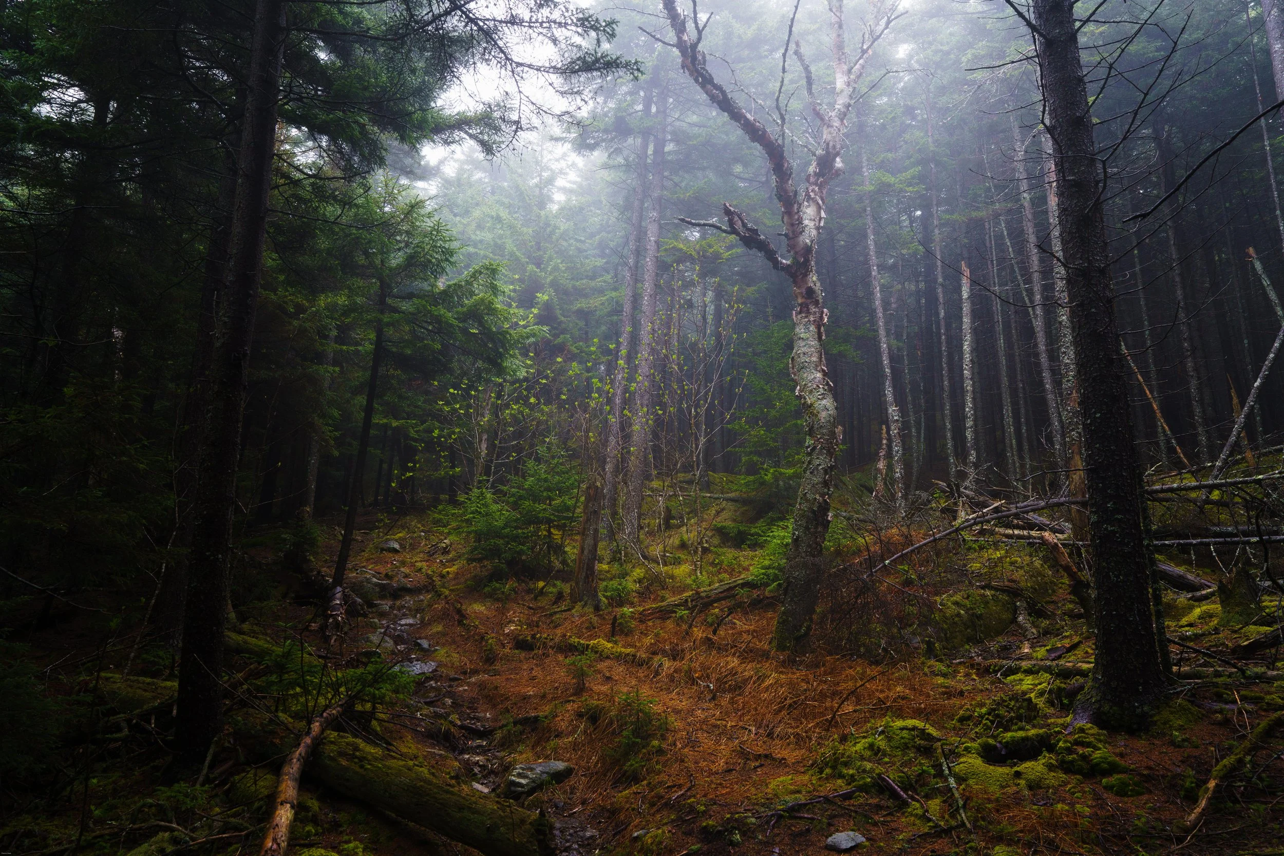 Rainy and foggy day in the forest, Monadnock State Park, New Hampshire
