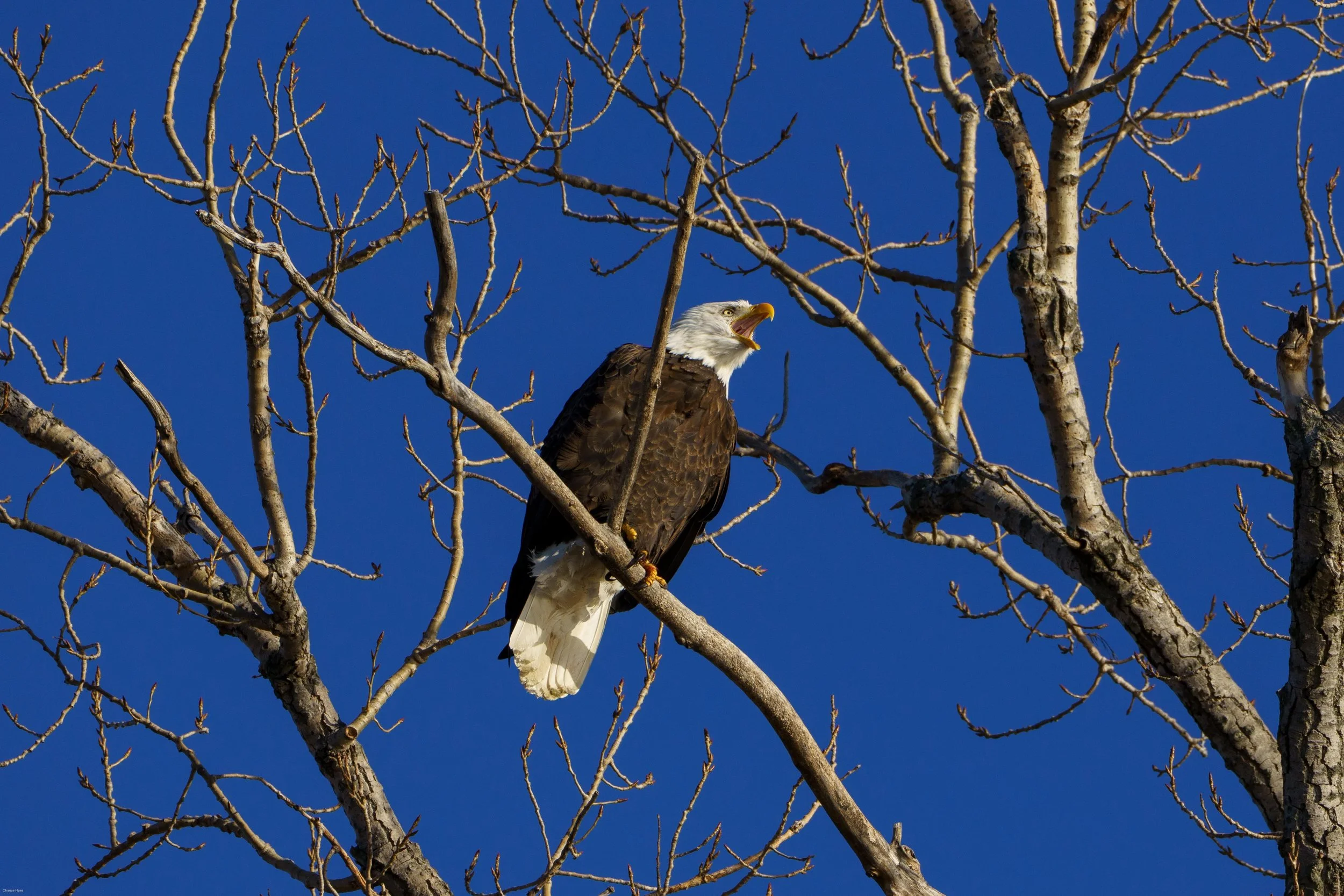 Nauvoo Eagle-3.JPG
