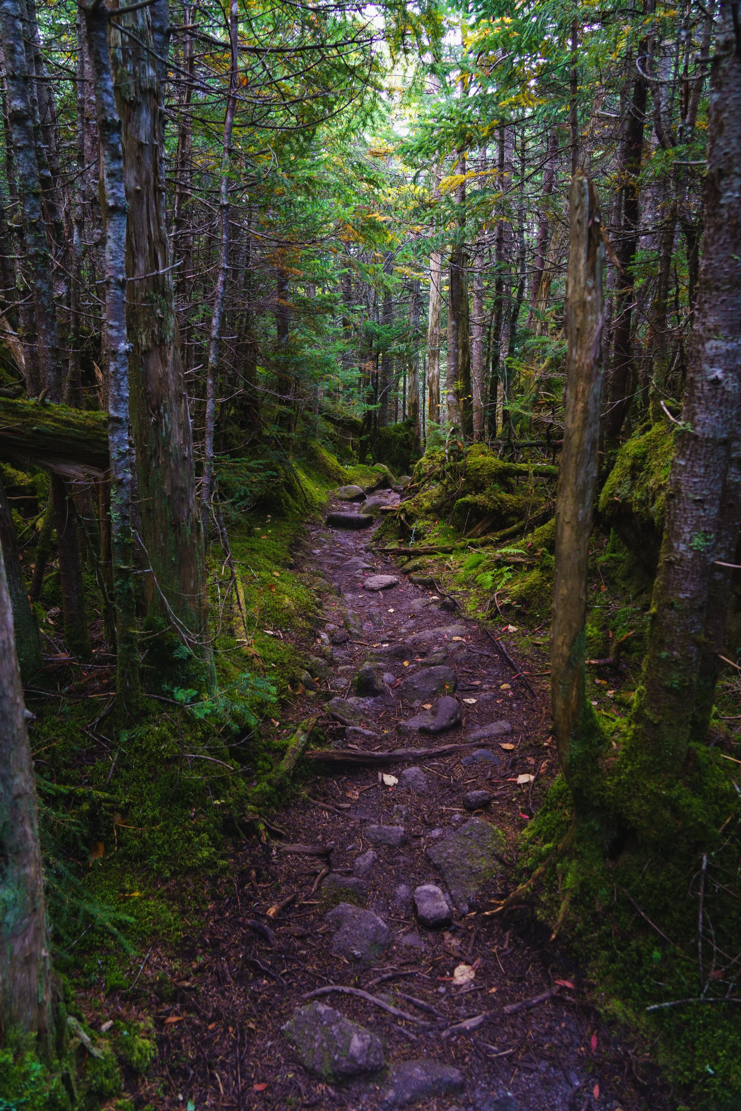 Pemi loop trail.JPG
