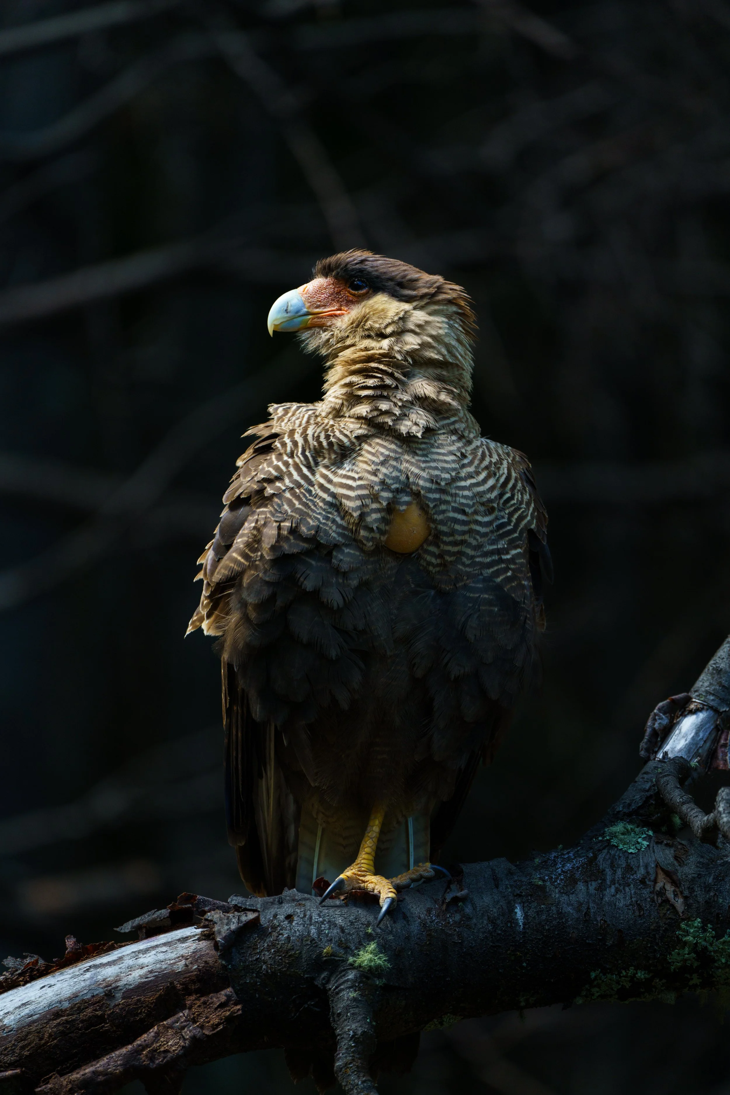 Harvey el Carancho-3.jpg