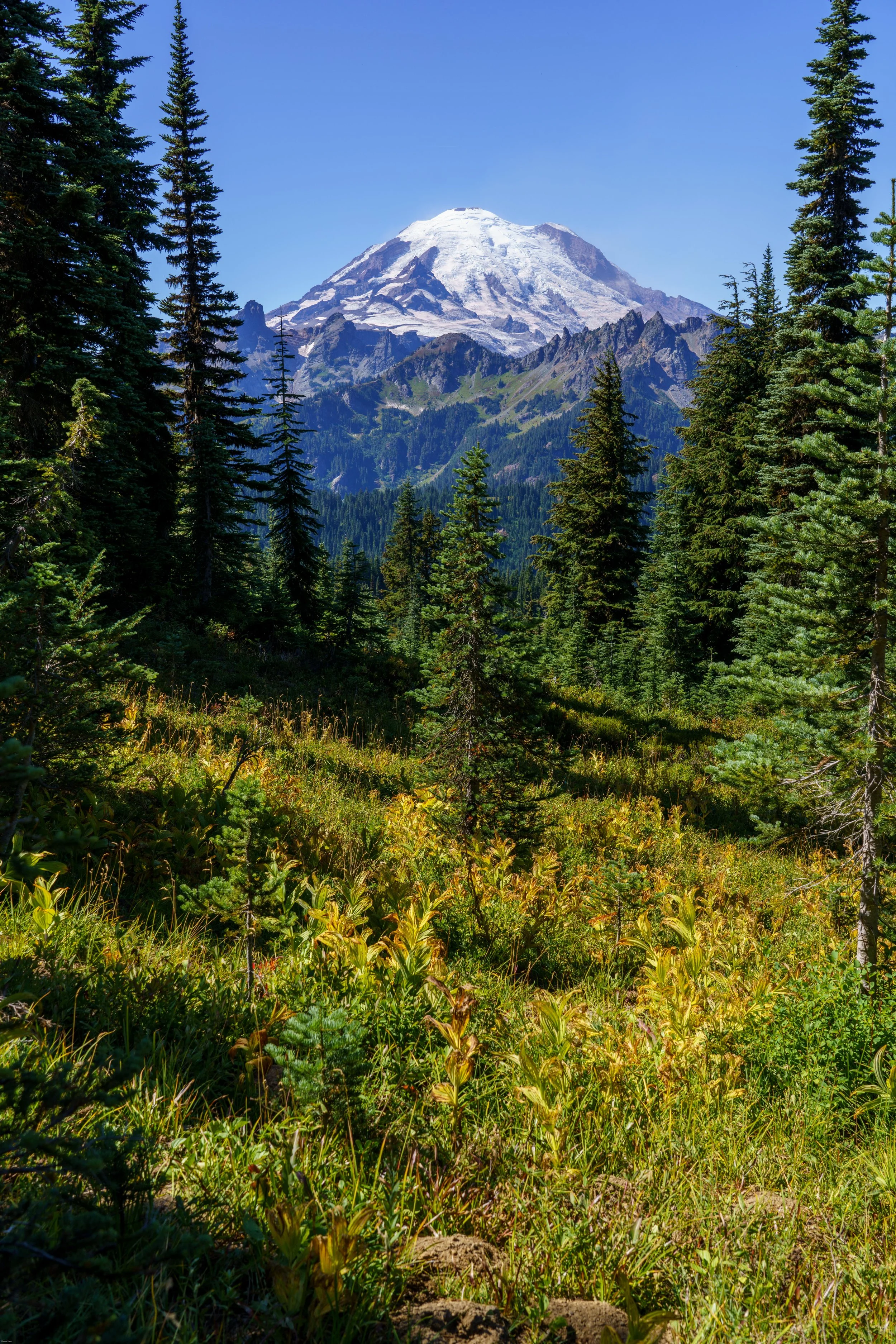 Mt. Rainier towering over the Naches Peak trail, Washington