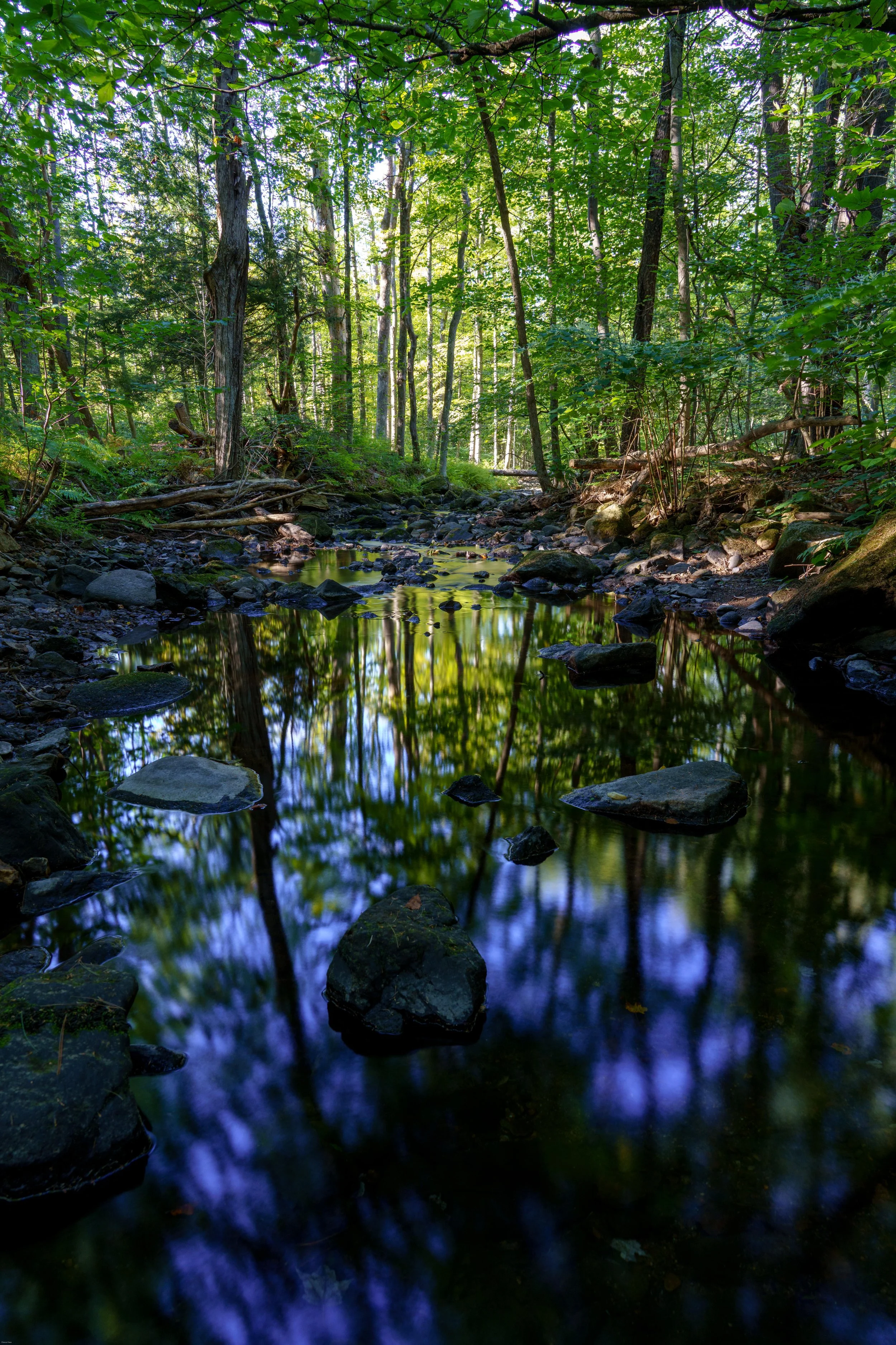 Partridge Brook reflections-2.JPG