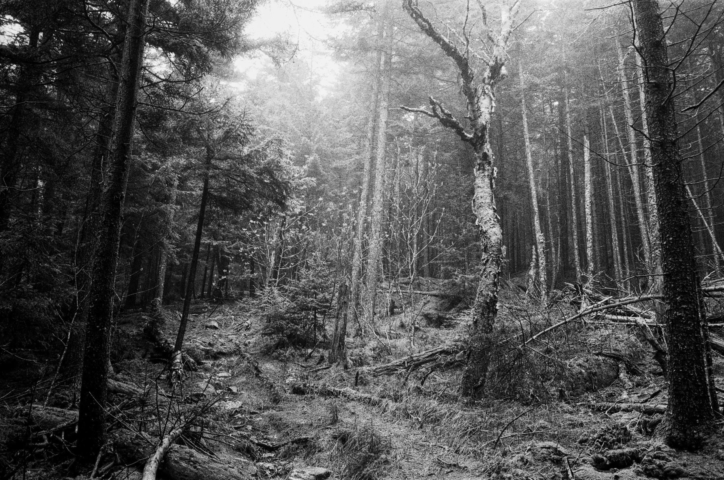 Rainy and foggy day in the forest, shot on black and white film, Monadnock State Park, New Hampshire