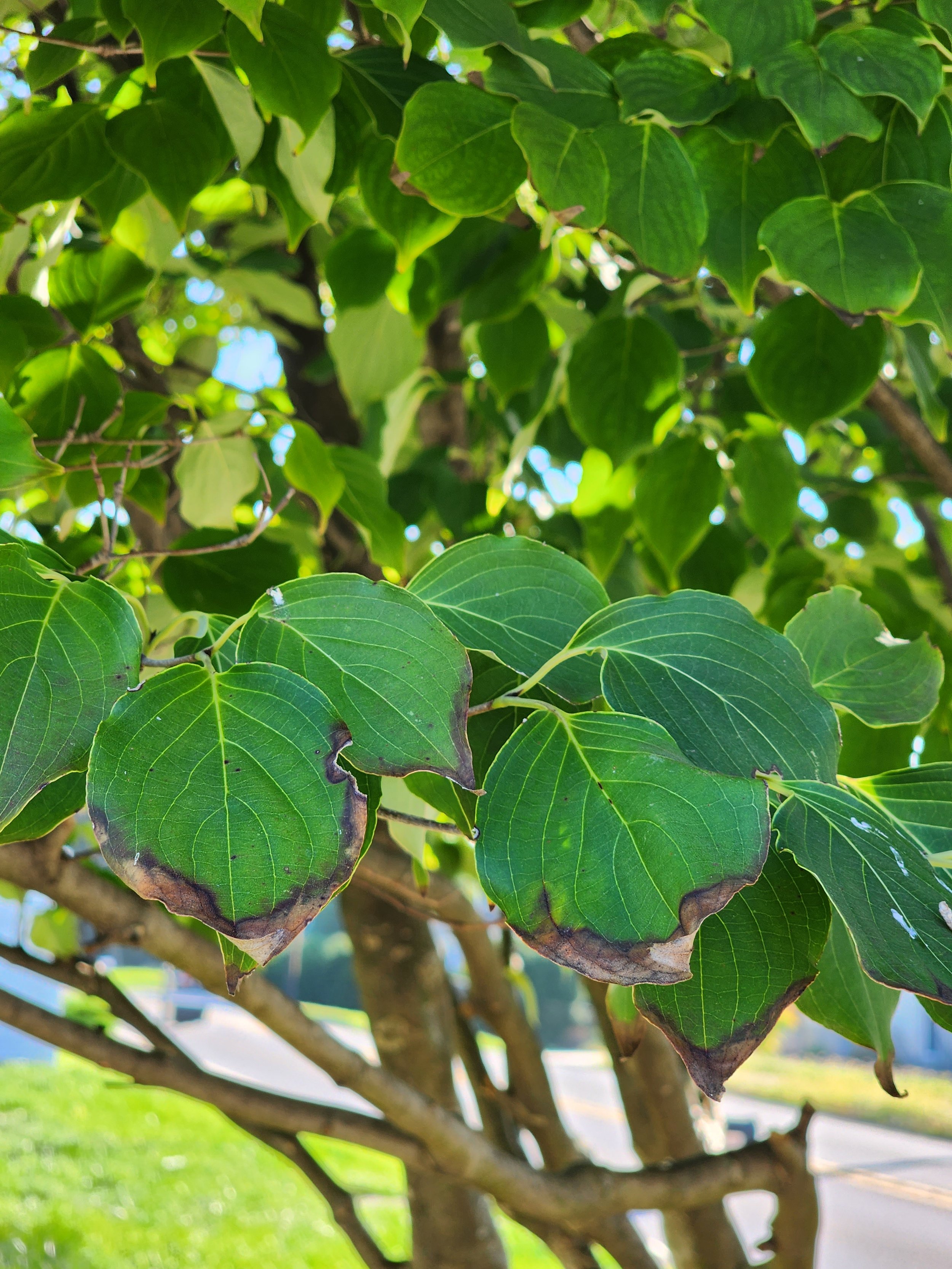 Fall Tree Feedings Crucial after Prolonged Summer Drought! — Champion
