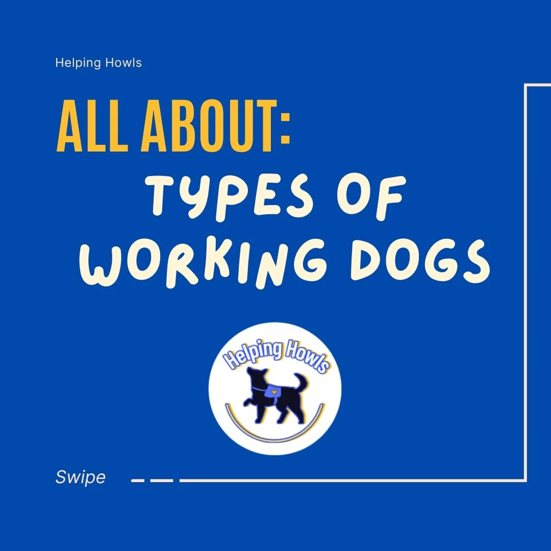Types of Working Dogs 