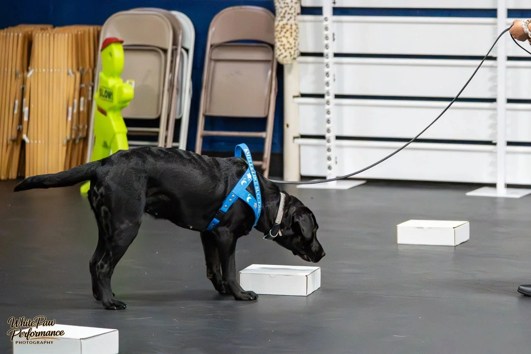 A black dog wearing a blue harness with white text is sniffing the ground inside a room with stacked chairs, a yellow safety vest hanging on the wall, and a person holding a leash.
