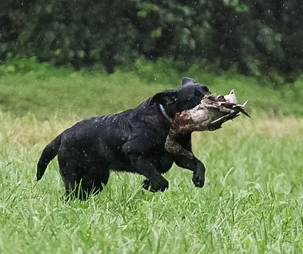 Dog running across a grassy field with a large catch of birds in its mouth.