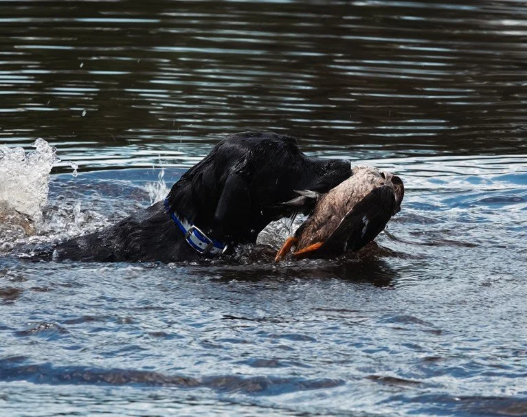 Screenshot 2025-08-05 000707.jpg