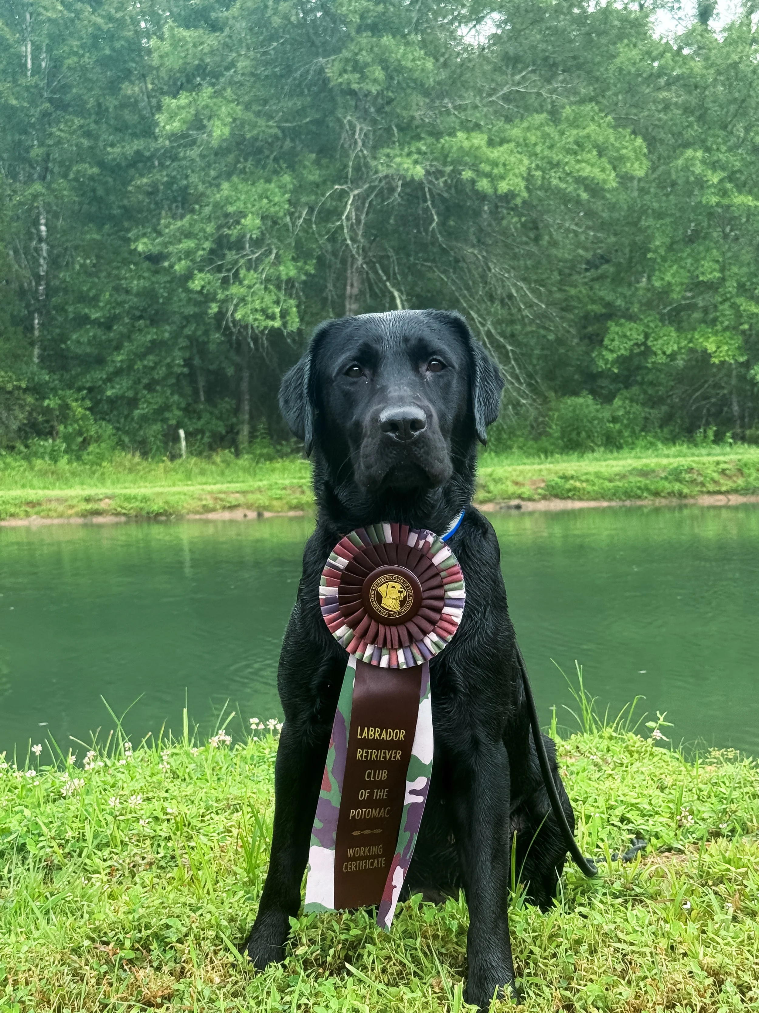 Black Labrador Retriever dog with a ribbon award hanging from its neck, outdoors near a body of water and green trees.