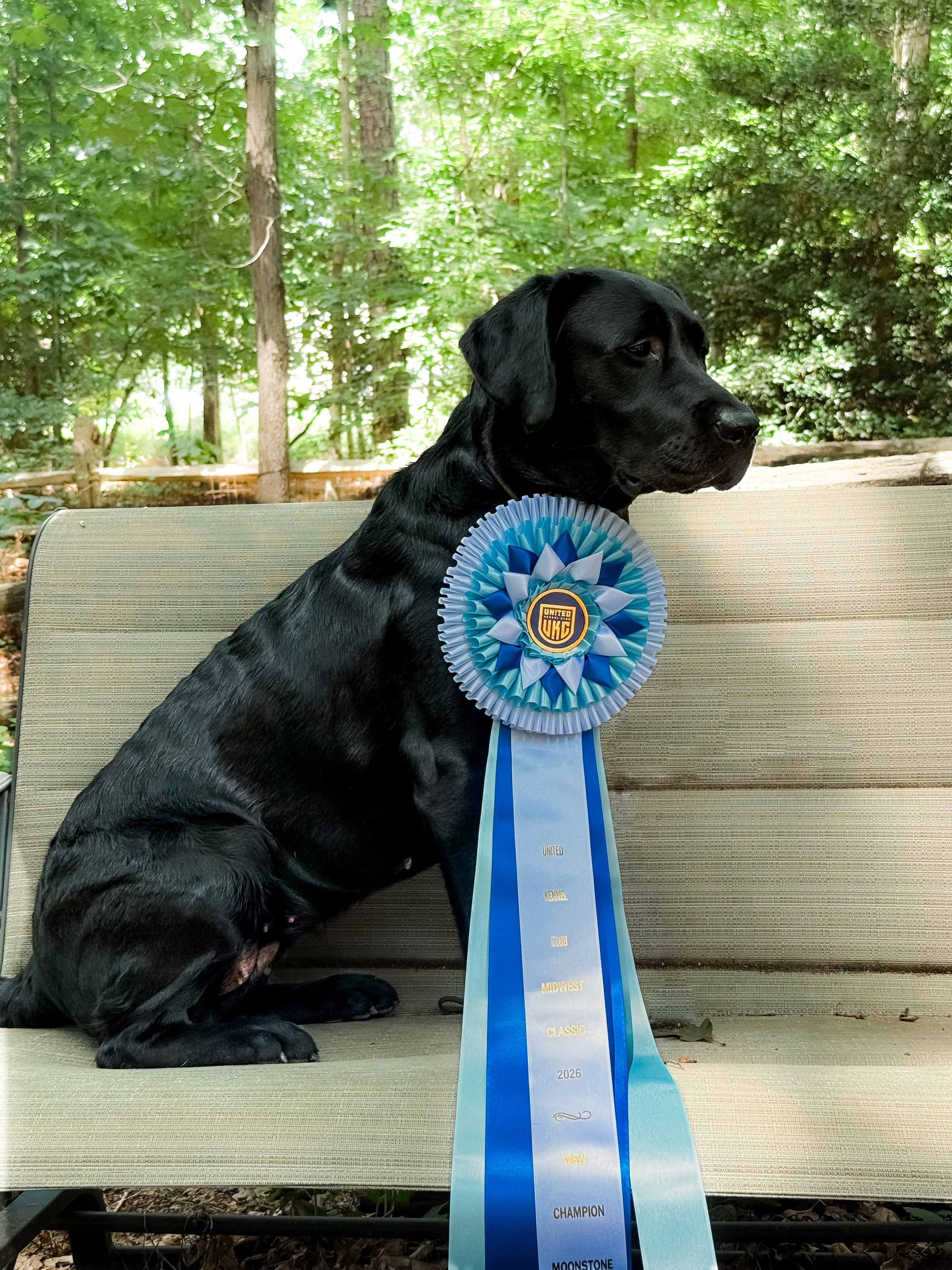 Black Labrador Retriever dog sitting on a park bench, wearing a blue and white award ribbon with the words 'Champion' and '2026'. The background shows green trees and foliage.