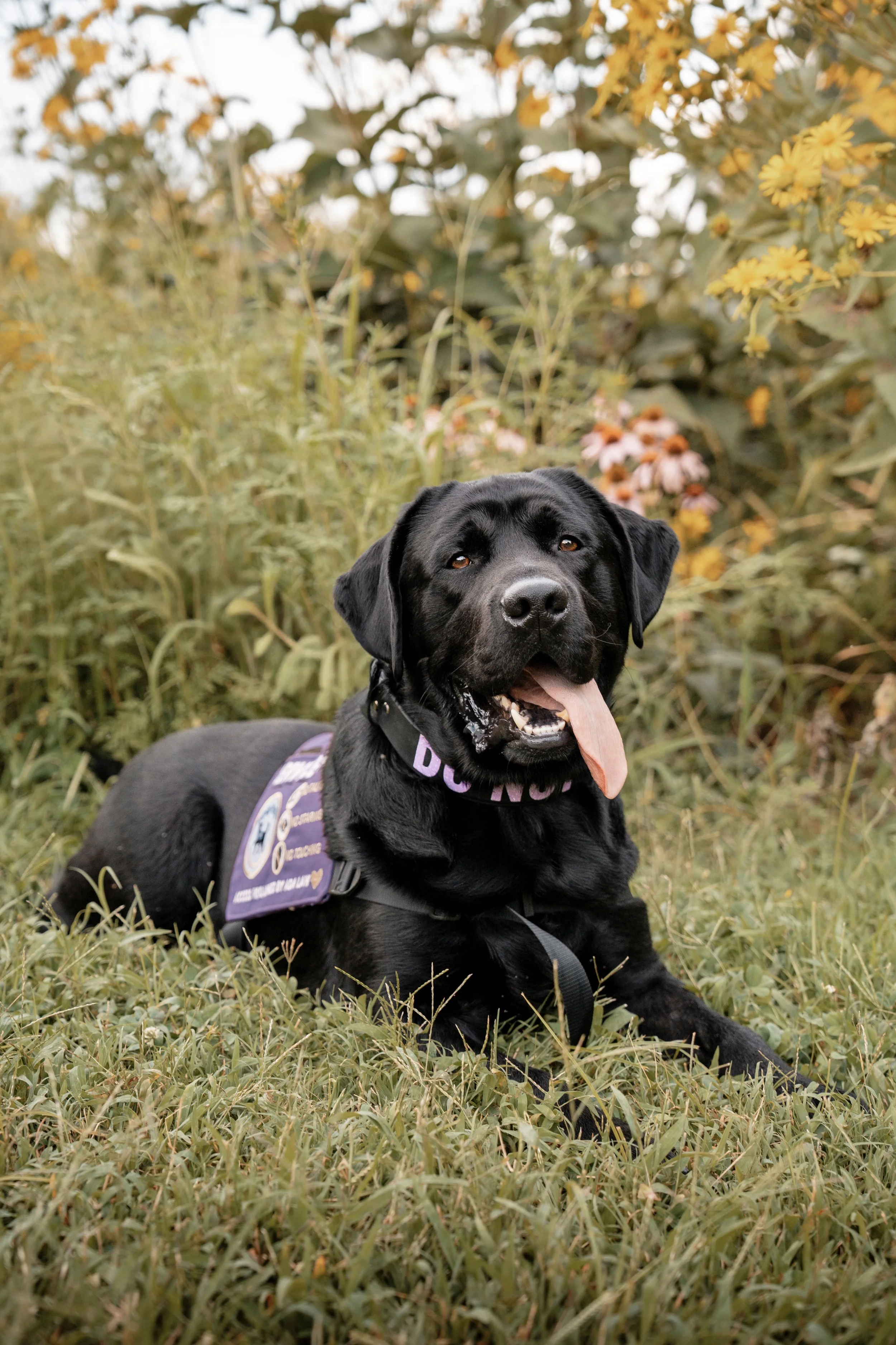 Black Labrador dog lying on grass in a field of tall grass and wildflowers, tongue out, looking at the camera.