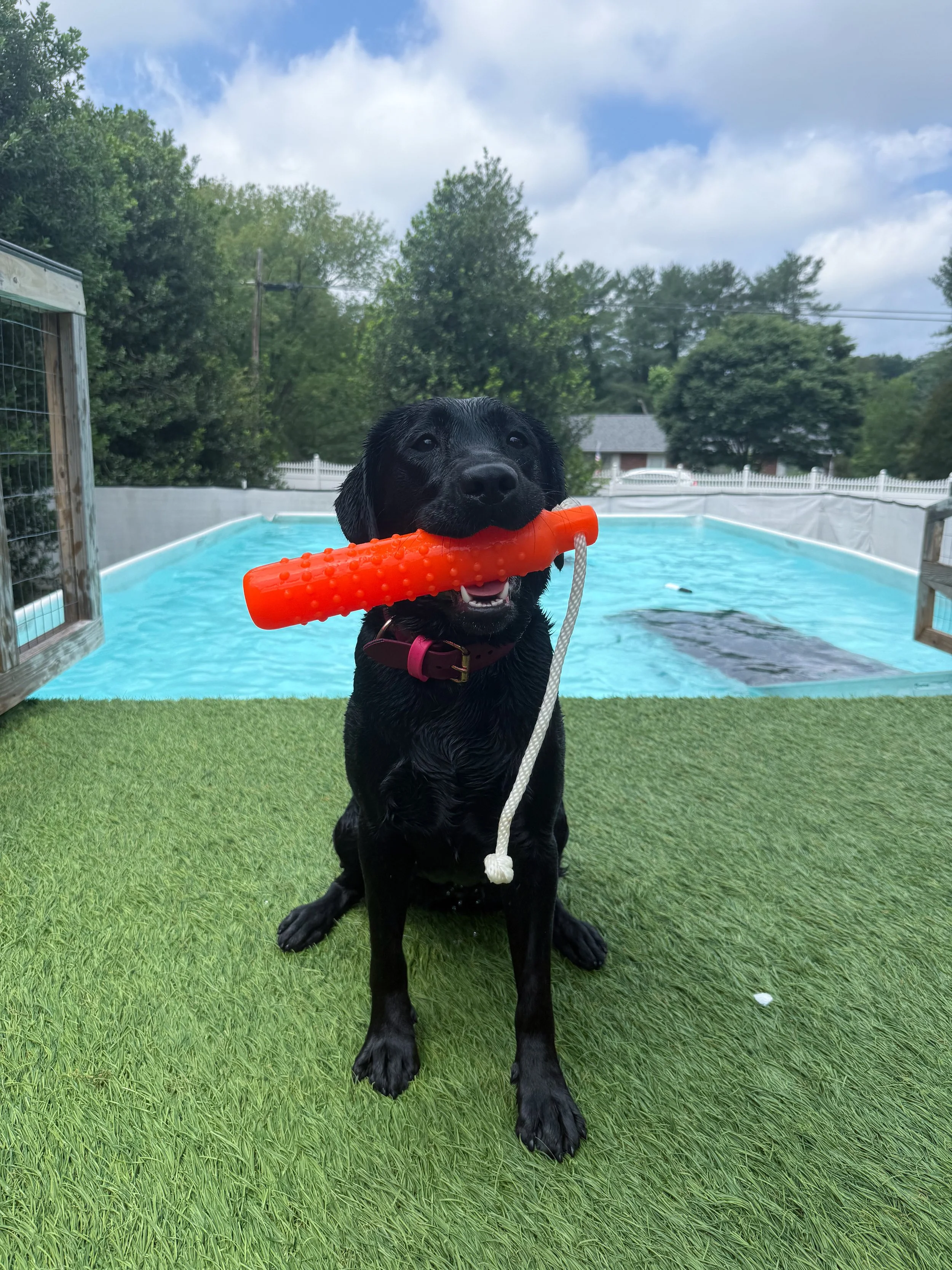 Black Labrador puppy holding an orange rubber chew toy in its mouth, sitting on artificial grass near a swimming pool with a backyard and trees in the background under a partly cloudy sky.