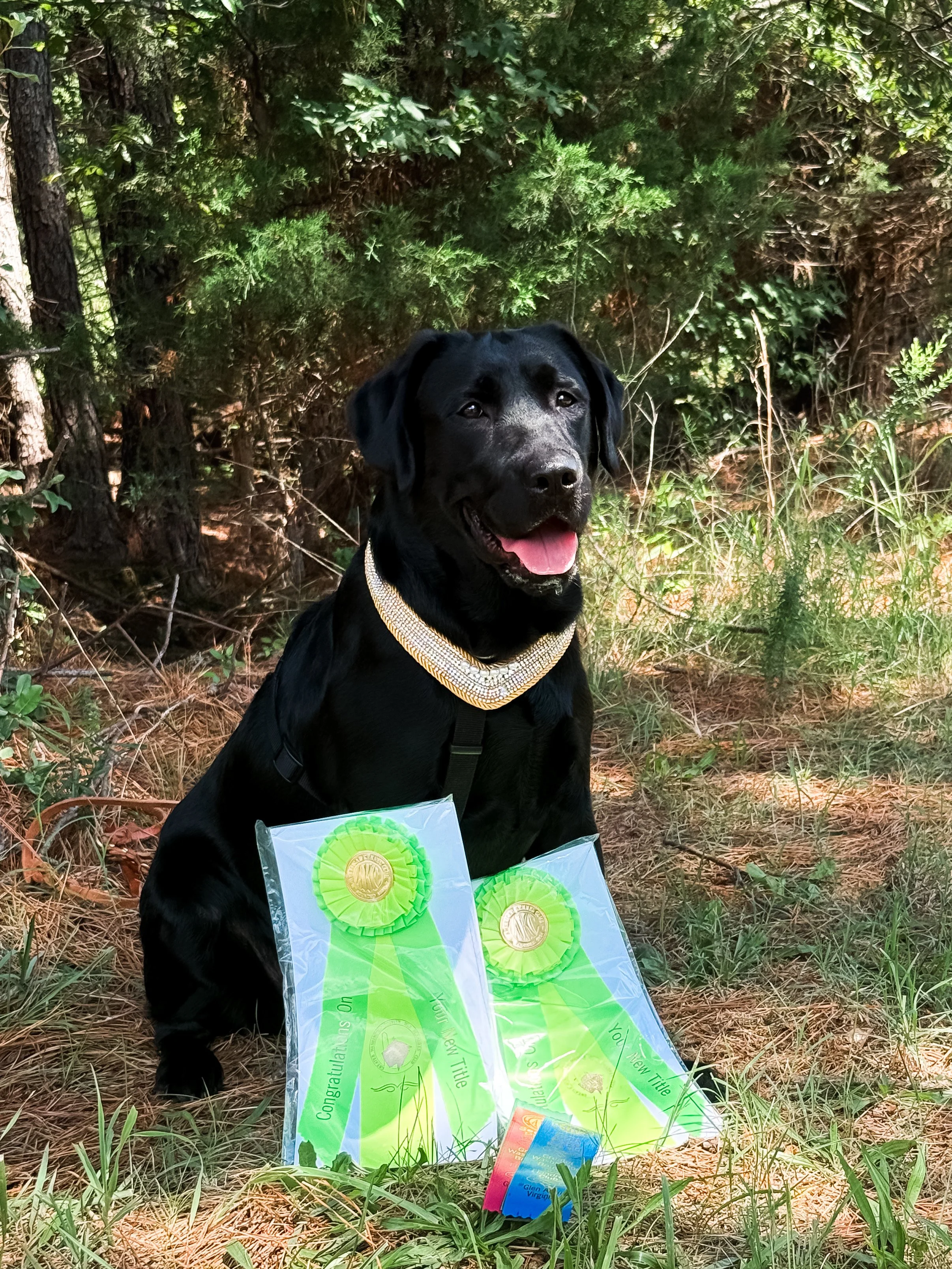 A black Labrador retriever wearing a rhinestone collar sitting outdoors in a wooded area with grass and trees in the background. The dog has a happy expression with its tongue out. In front of the dog, there are award ribbons and a card or certificat