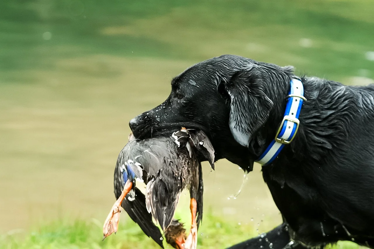 A black Labrador retriever dog with a blue collar holding a duck in its mouth while in water.