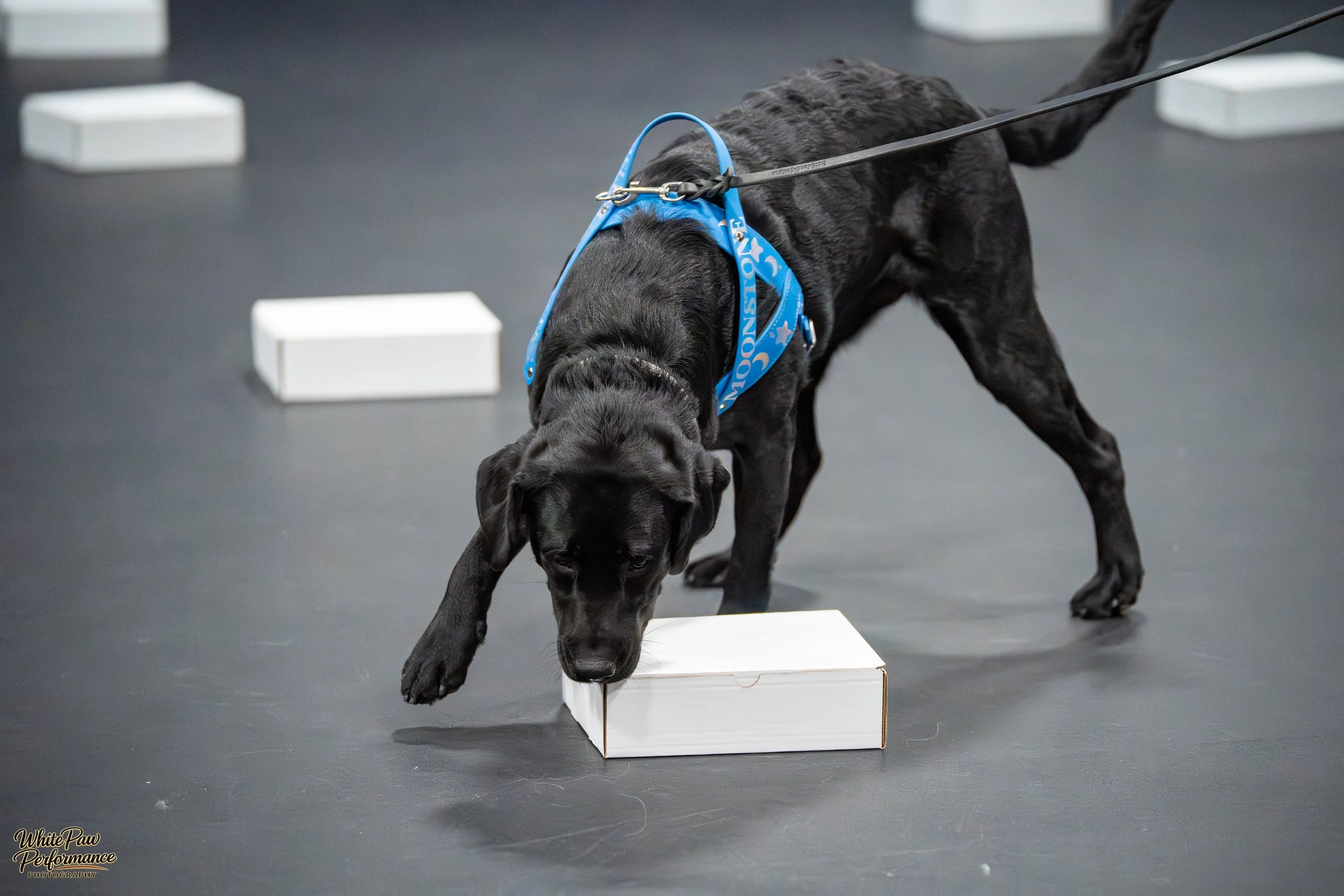 A black Labrador retriever wearing a blue vest and leash, sniffing and investigating a white box on a black floor, with other white boxes scattered around, in an indoor environment.