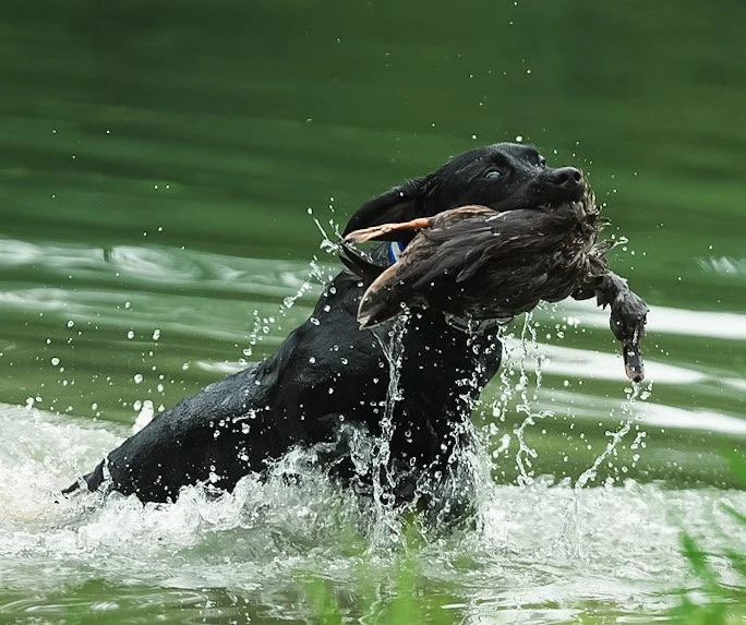 A black dog swimming in green water holding a duck in its mouth.