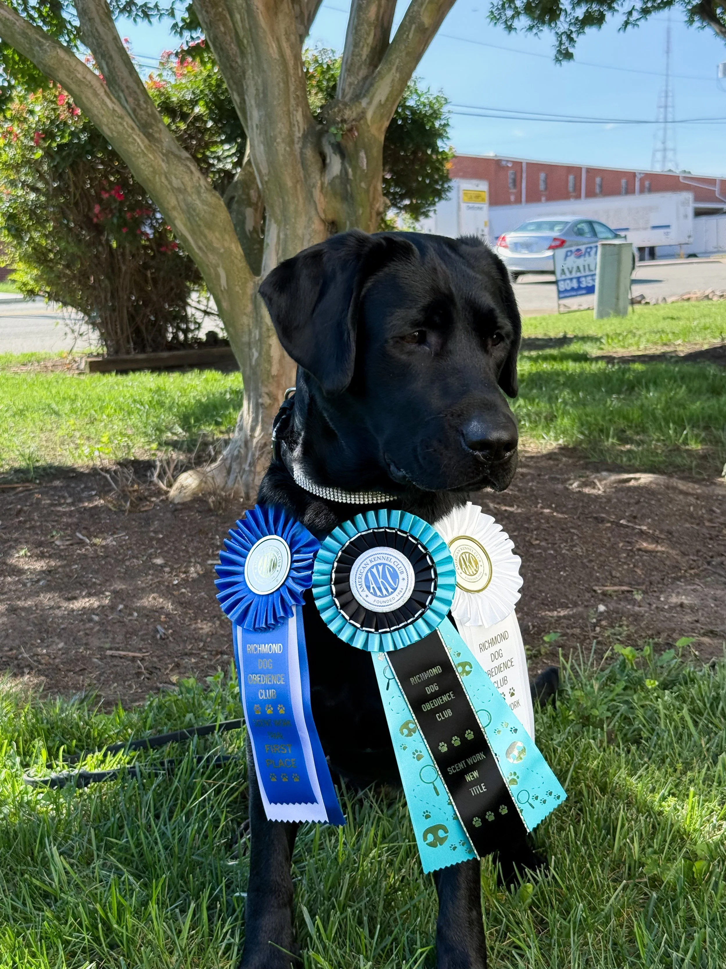 Black Labrador dog sitting outdoors on grass with awards and ribbons around its neck, under a tree, with a background of a car, a sign, and a residential or industrial building.