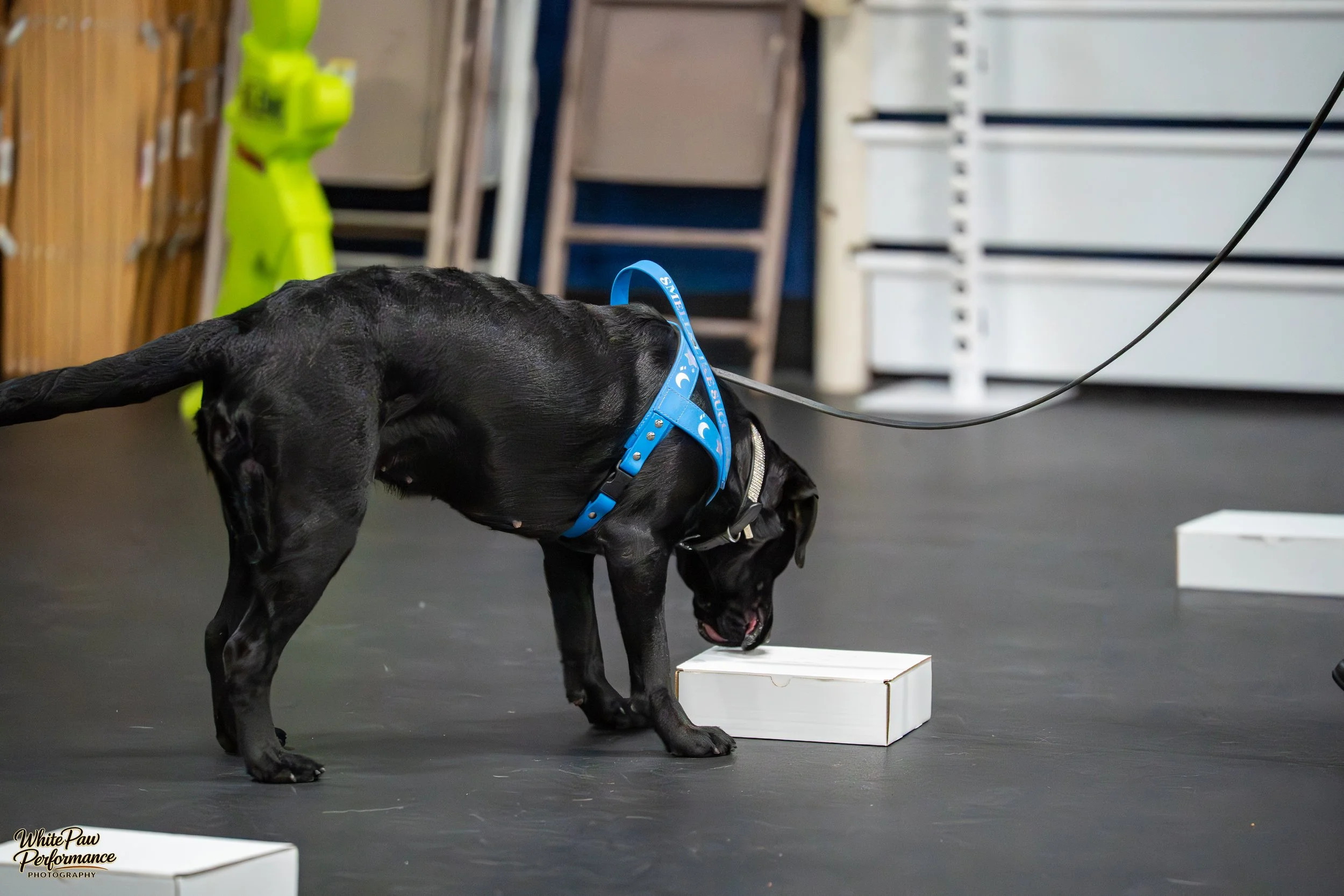 A black dog wearing a blue harness sniffing white blocks on a black floor in an indoor setting.