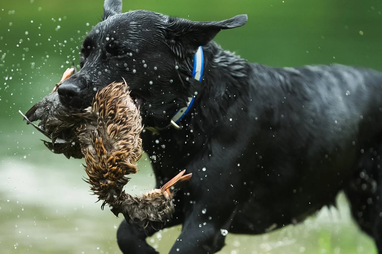 A black Labrador retriever dog playing fetch in a pond, holding a duck in its mouth, with water splashing around.
