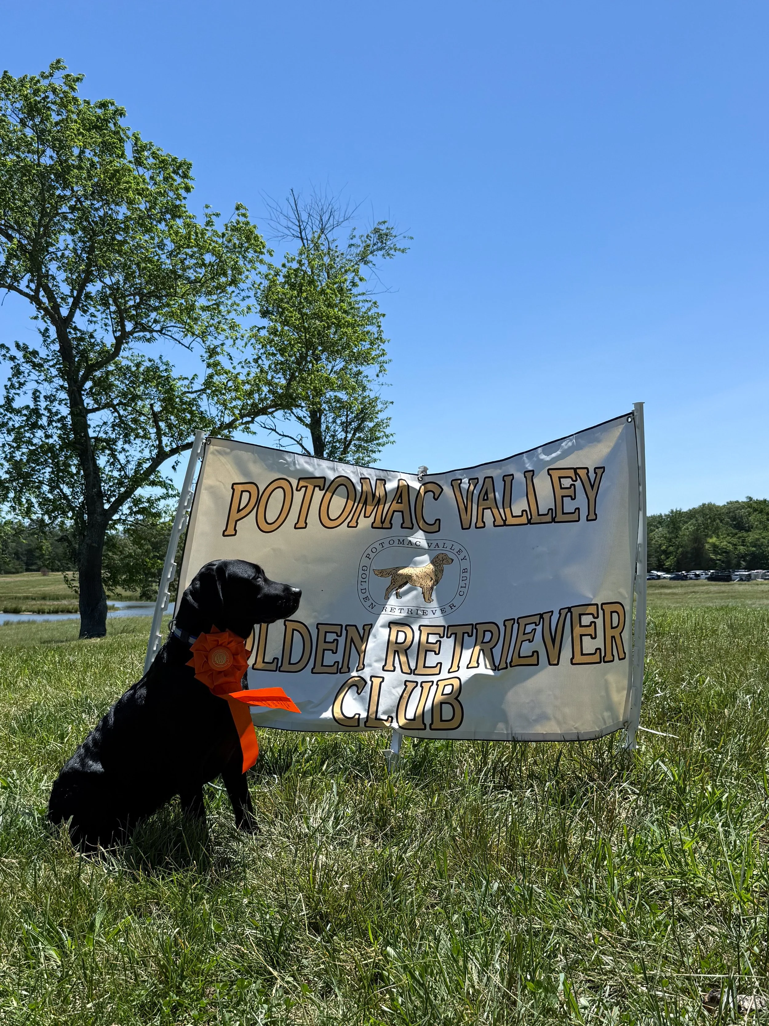 A black dog sitting on green grass with an orange ribbon around its neck, next to a banner that reads 'Potomac Valley Golden Retriever Club' with an image of a golden retriever. Trees and a blue sky are in the background.