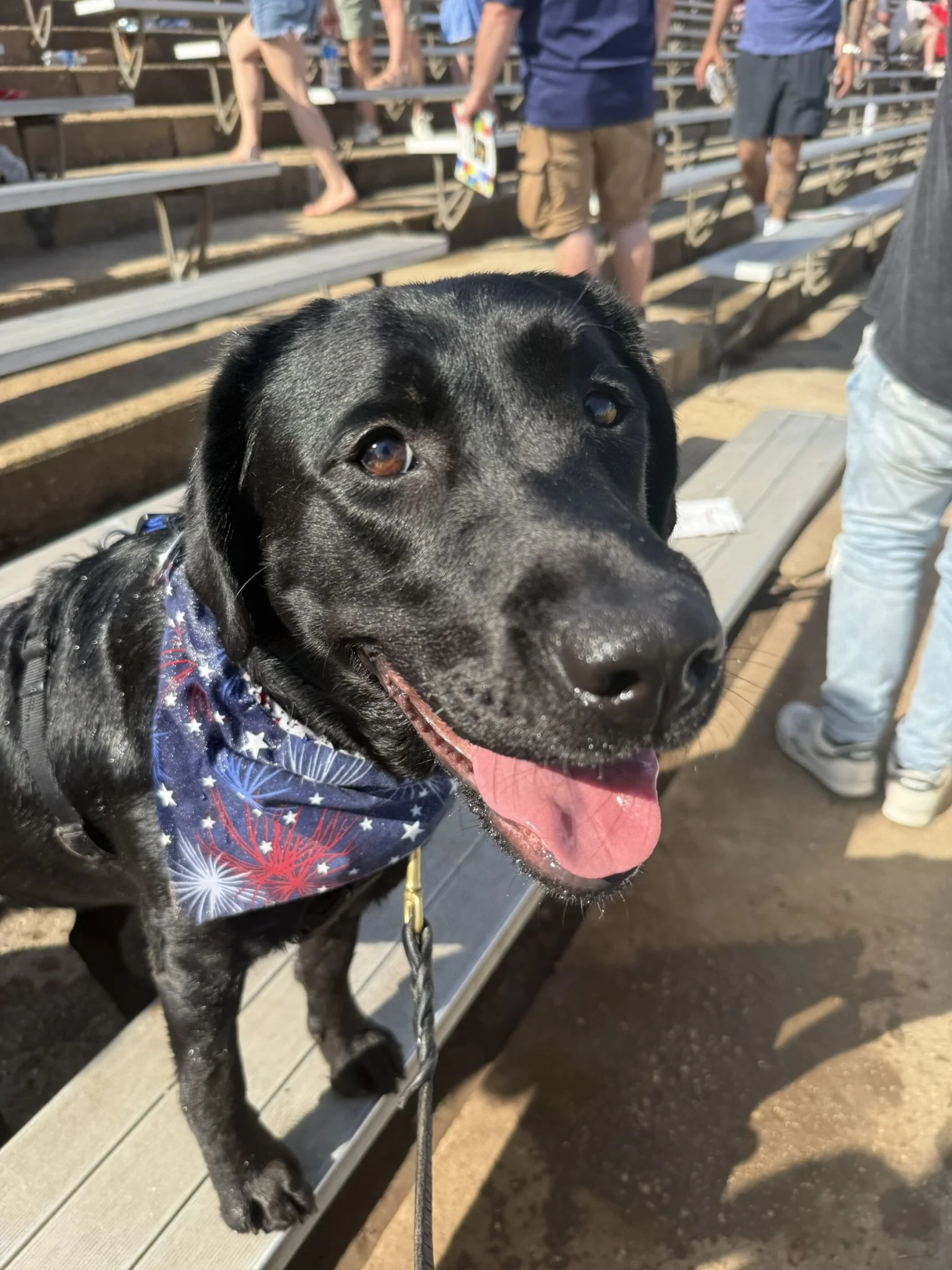Close-up of a black dog with a shiny coat, wearing a bandana with stars and fireworks pattern, standing by a wooden bench at a crowded outdoor event.