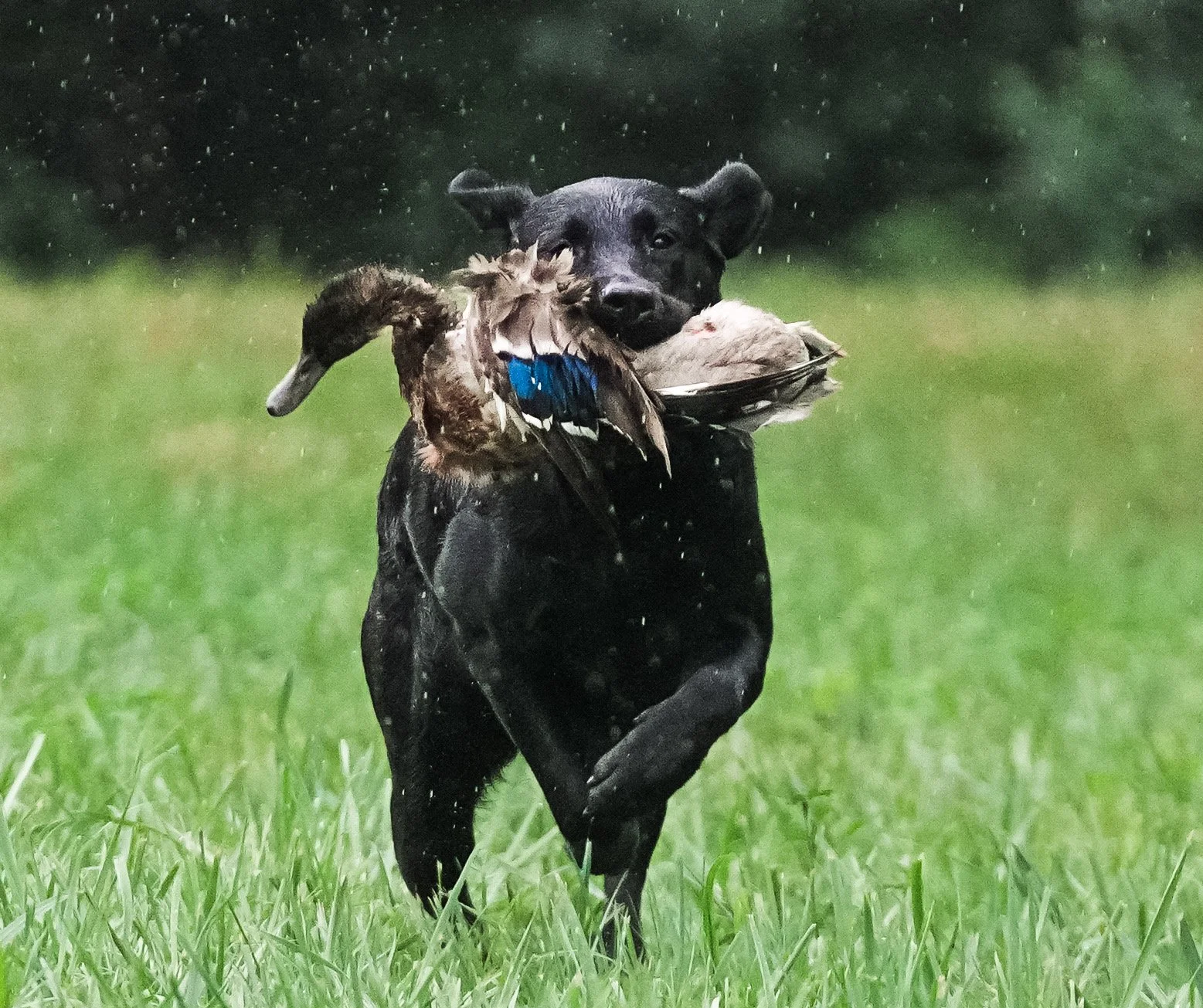 A black dog running on grass while carrying a bird in its mouth.