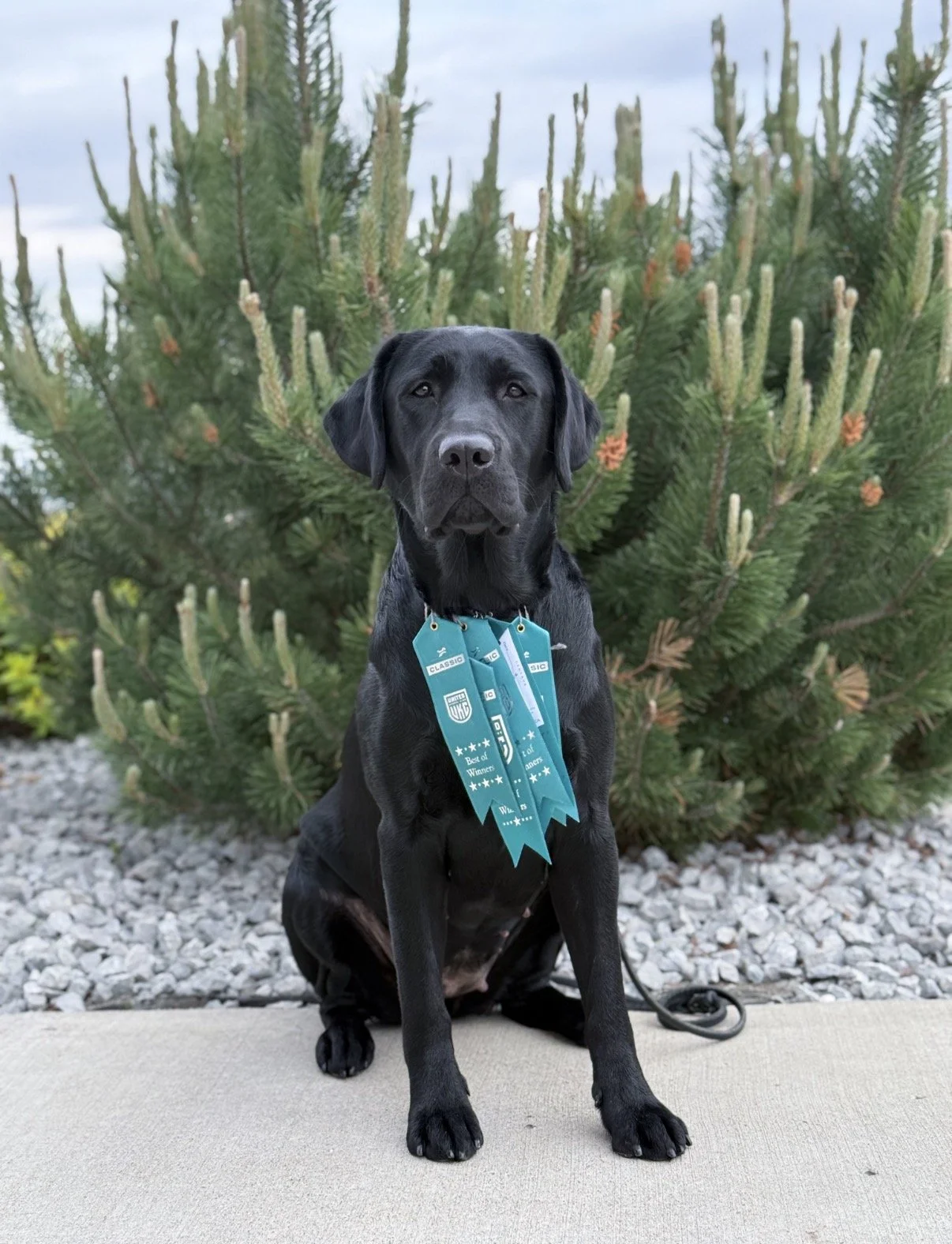A black Labrador Retriever dog sitting outdoors on a concrete surface in front of a green pine tree, wearing several blue award ribbons around its neck.