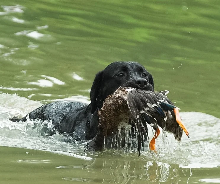 Black dog swimming in a greenish water carrying a dead duck in its mouth.