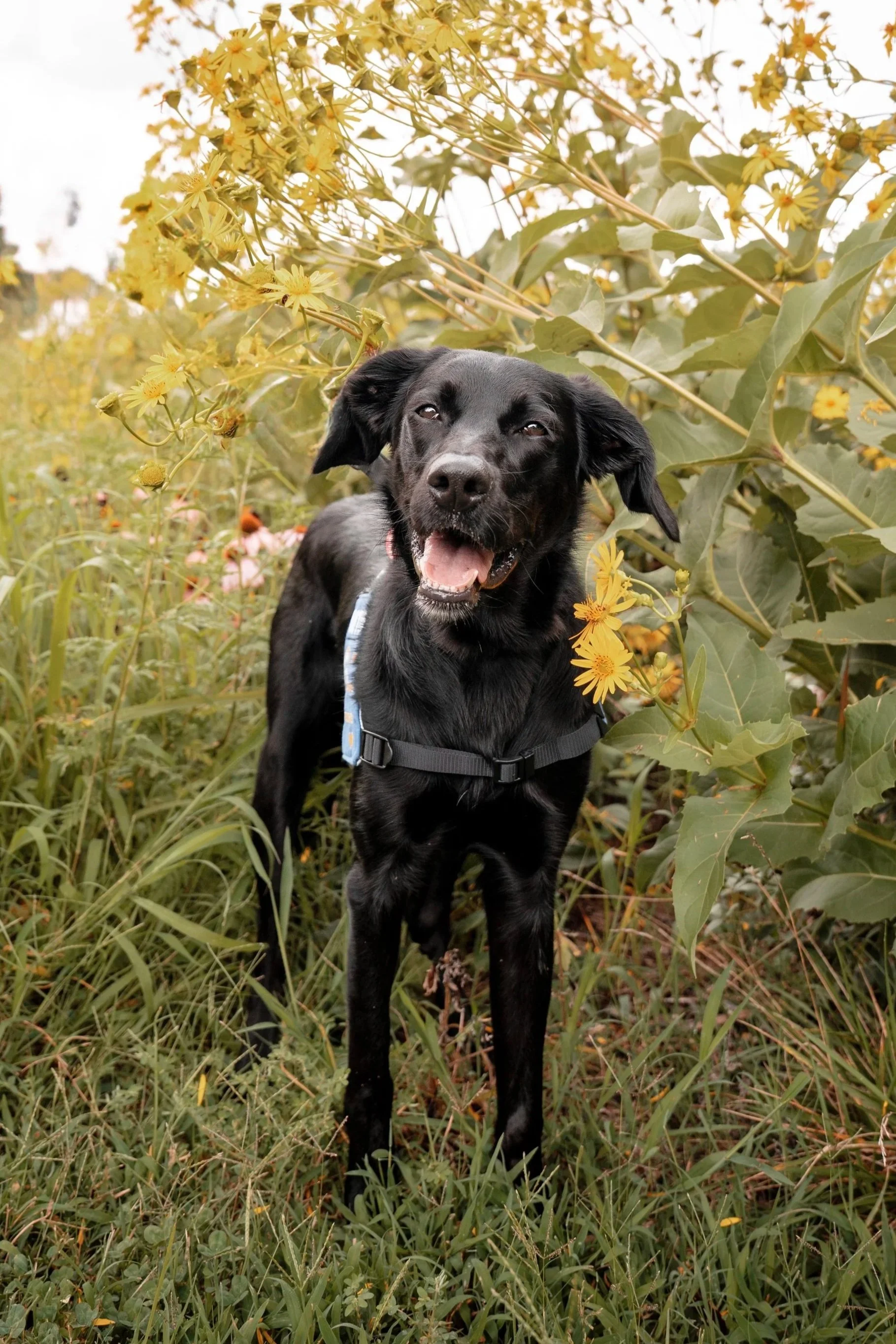 Black dog with a harness standing in tall grass and yellow flowers, with yellow flowering plant in the background.
