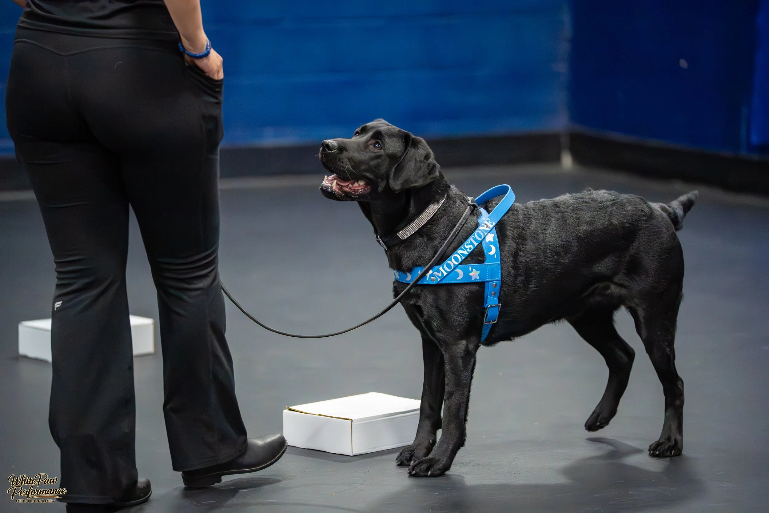 A black Labrador Retriever wearing a blue harness with moon and star patterns, standing on a floor, looking up at a person dressed in black. The person is standing near a white box, and the dog appears attentive.