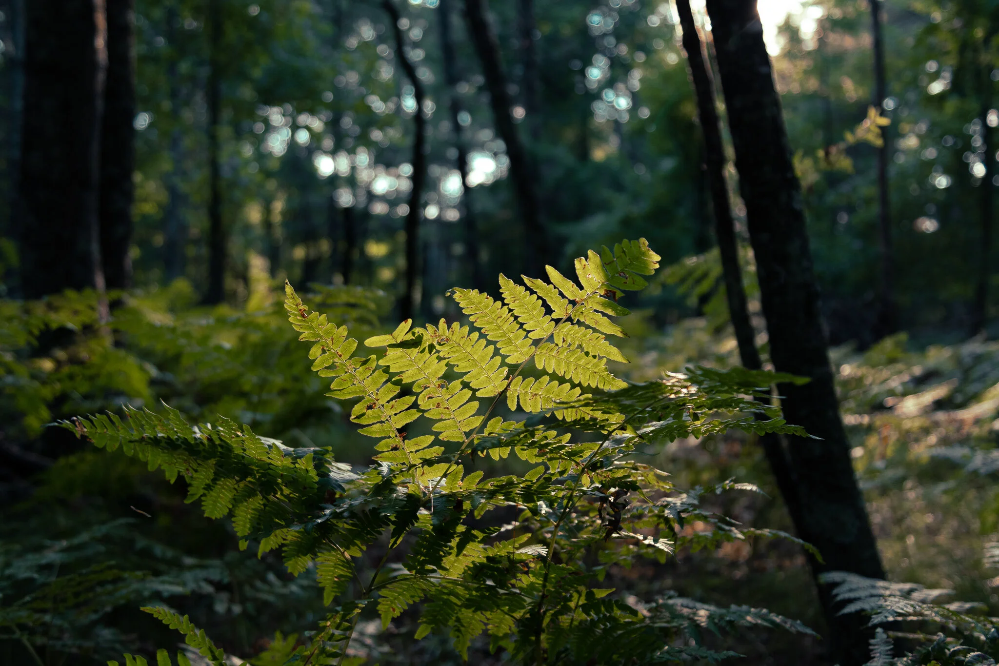 Wild Fern